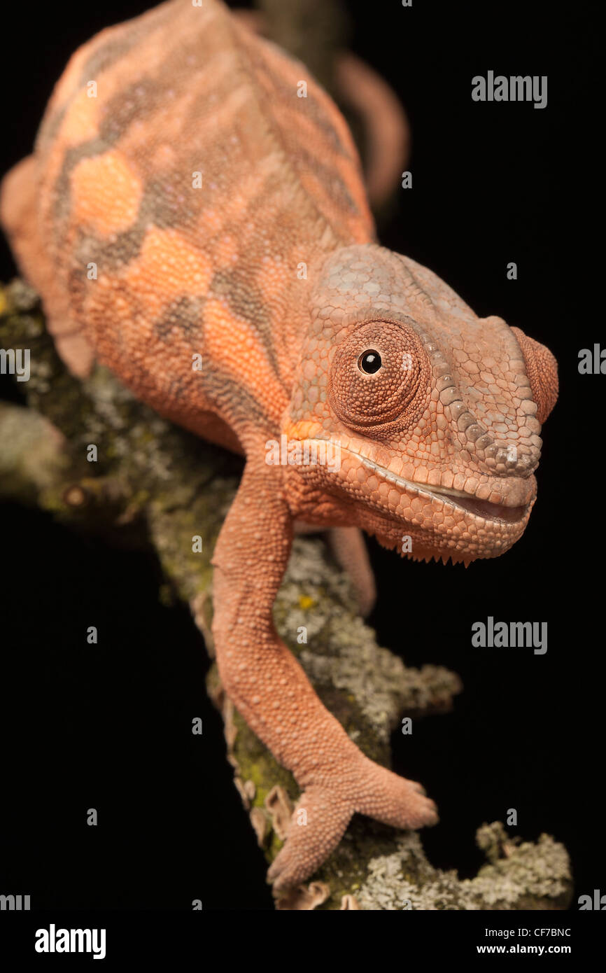 Captive female Panther Chameleon (Furcifer pardalis) with a deformed jaw caused by calcium deficiency. Stock Photo