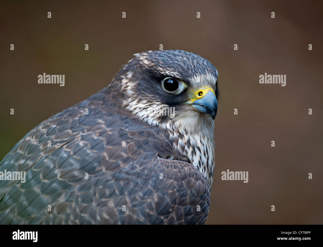 Peregrine Falcon, fast flying avain hunter.  SCO 8064 Stock Photo