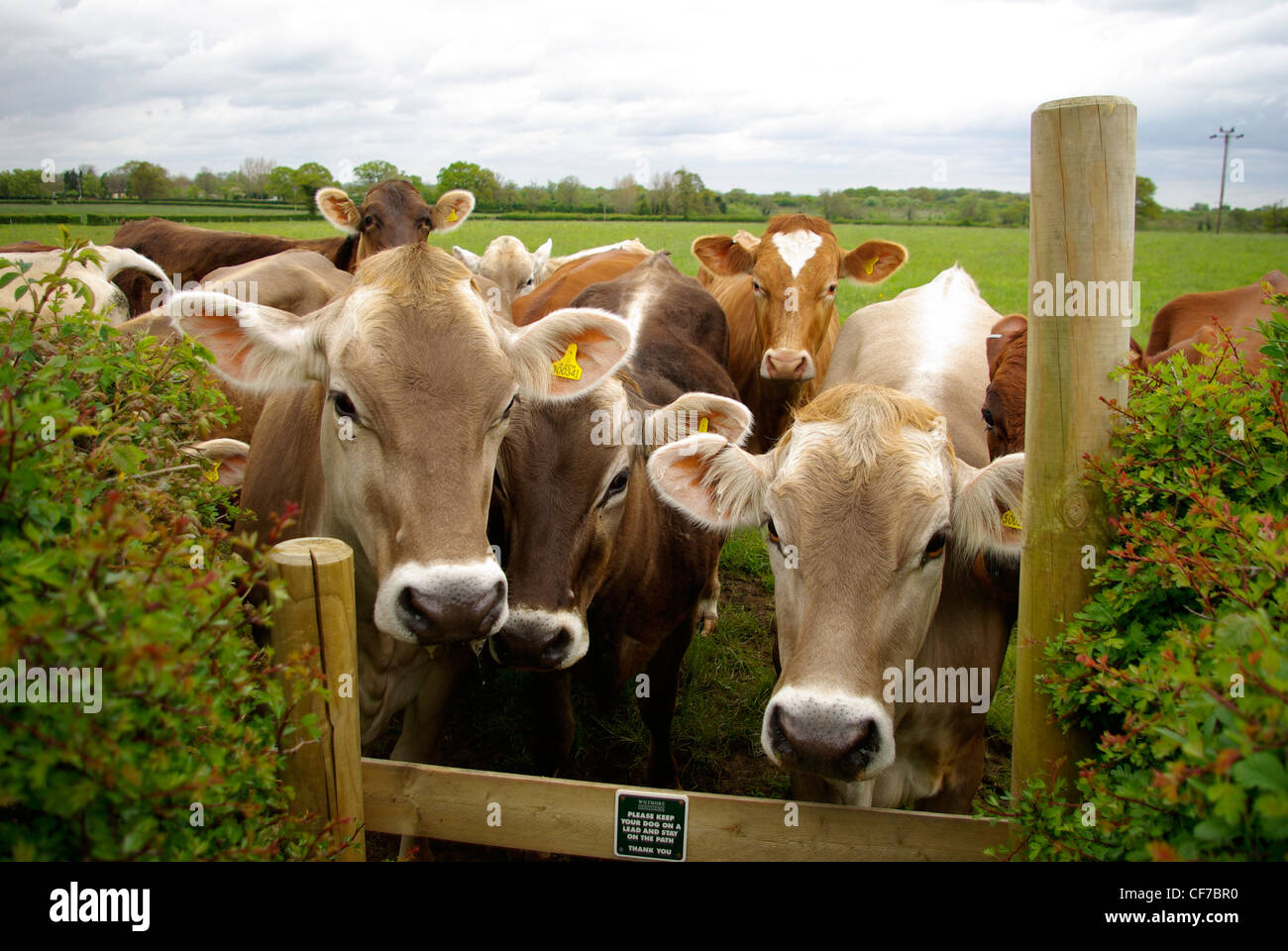 Jersey cow uk hires stock photography and images Alamy