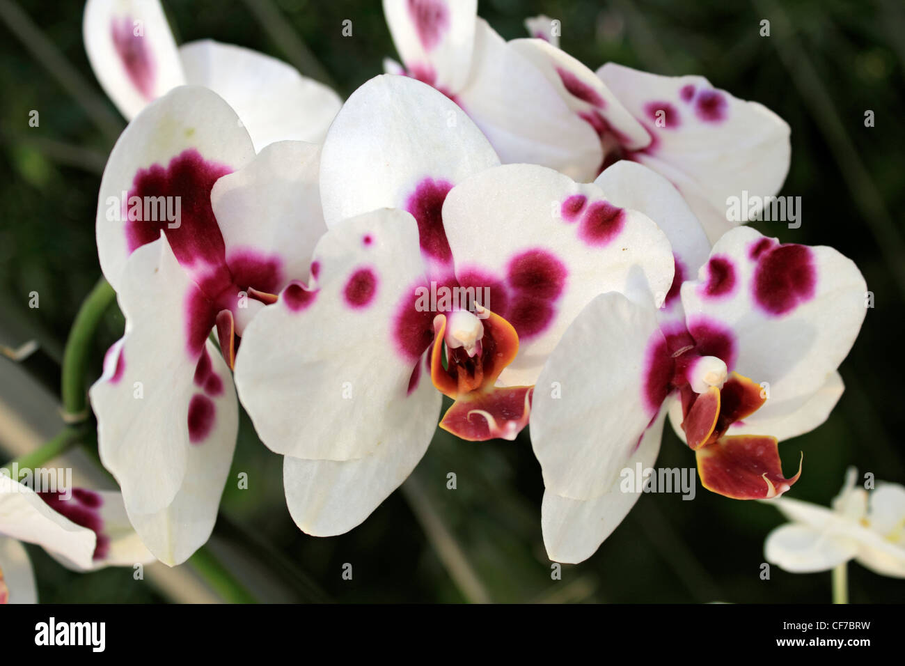 Exotic white and pink spotted orchids flowers in the glasshouse Wisley ...
