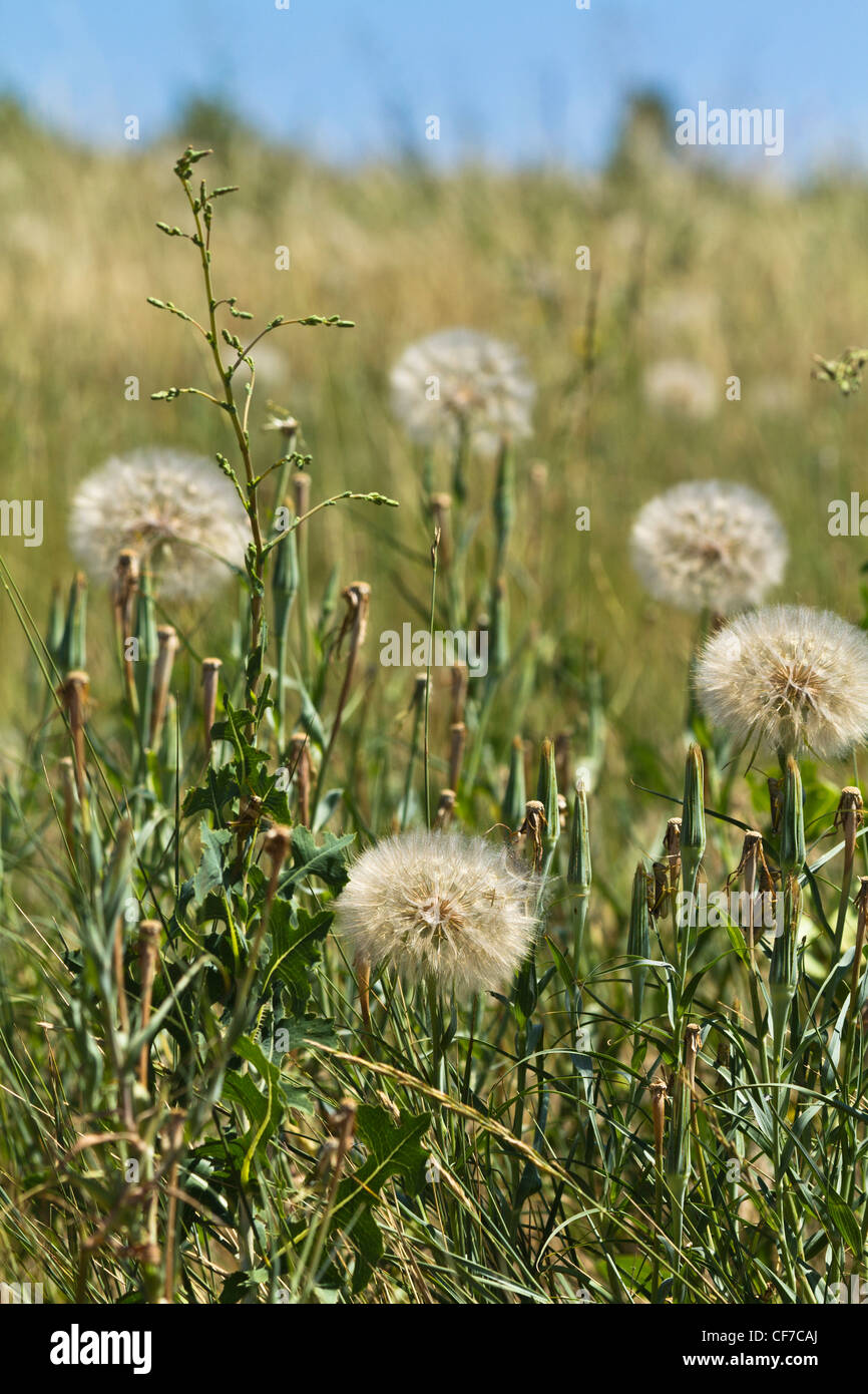 Dandelion hi res hi-res stock photography and images - Alamy