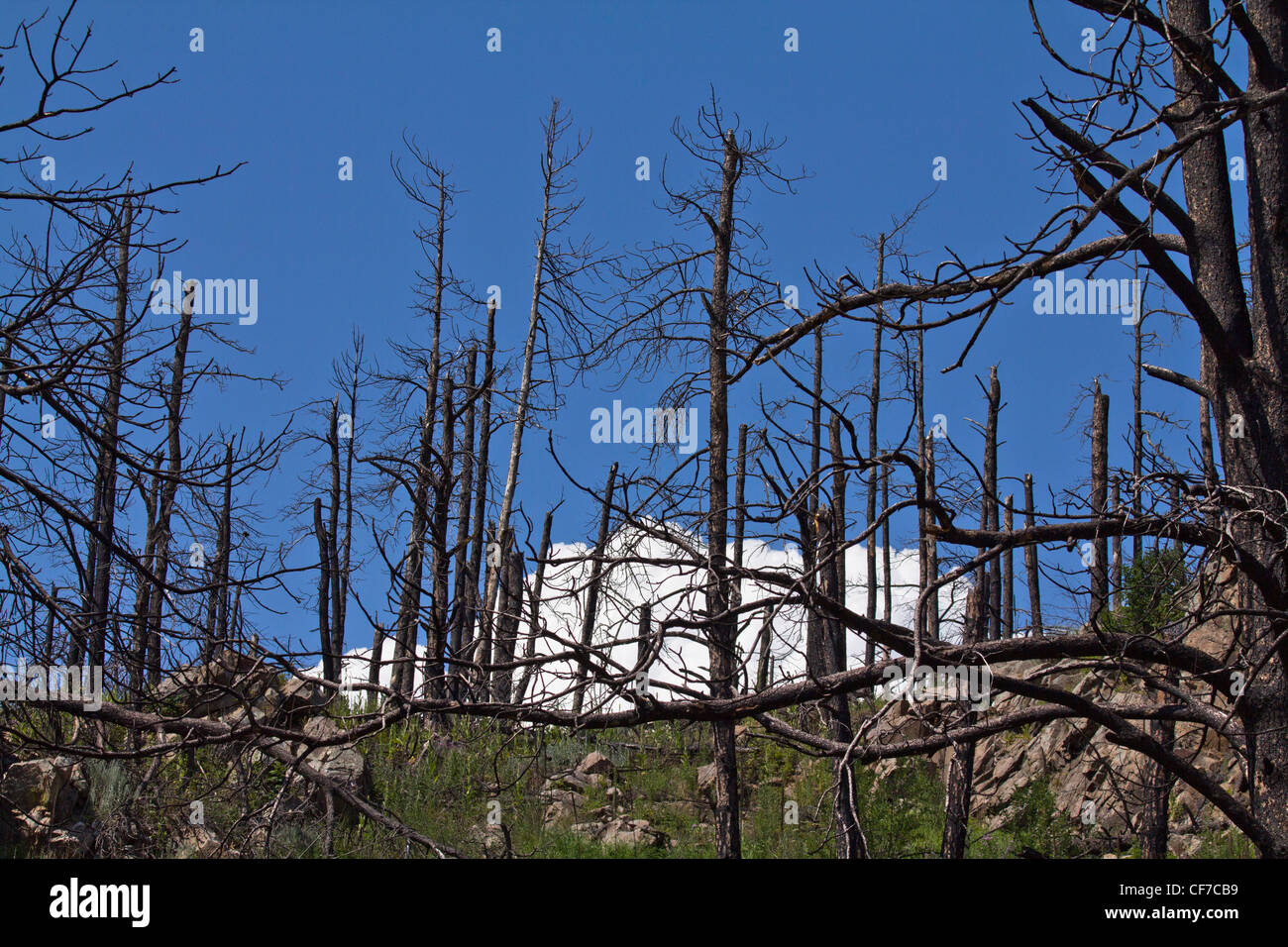 Forest damaged by acid rain hi-res stock photography and images - Alamy