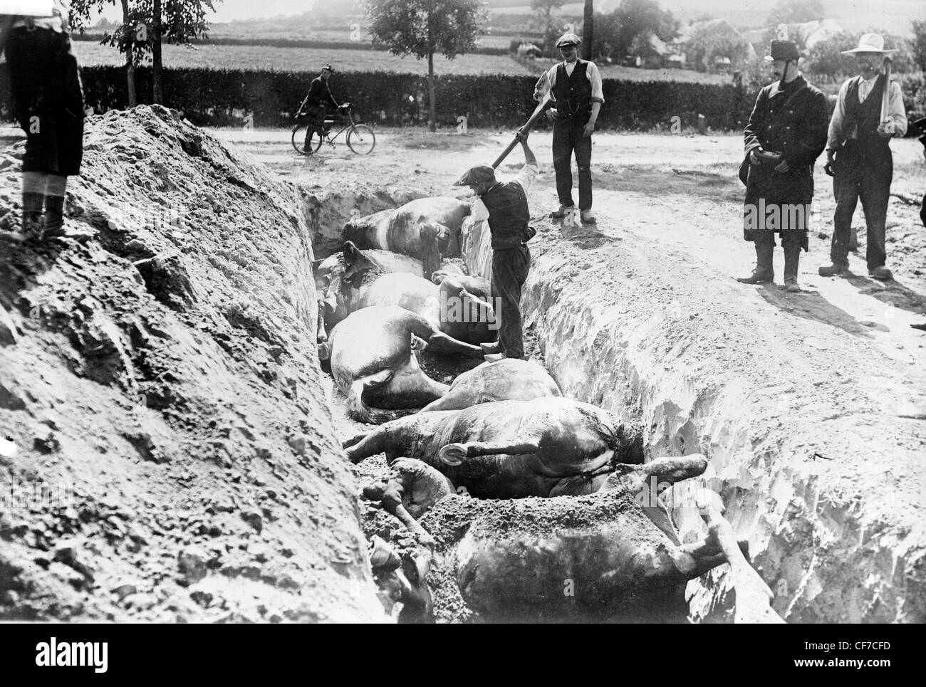 Burying horses, Battlefield of Haelen in Belgium during World War I. Stock Photo