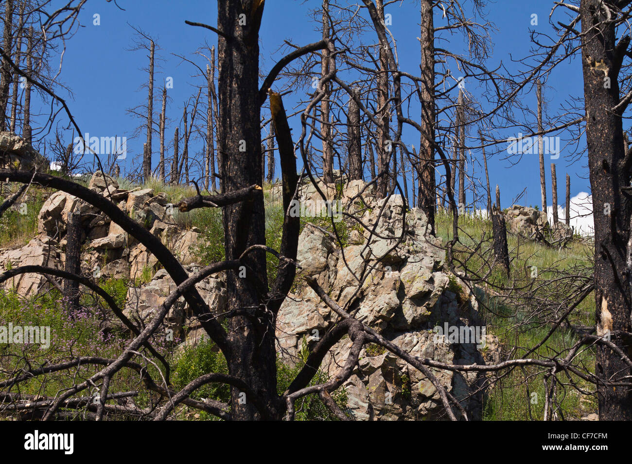 Forest destruction by acid rain Black Hills Custer National Forest Park ...