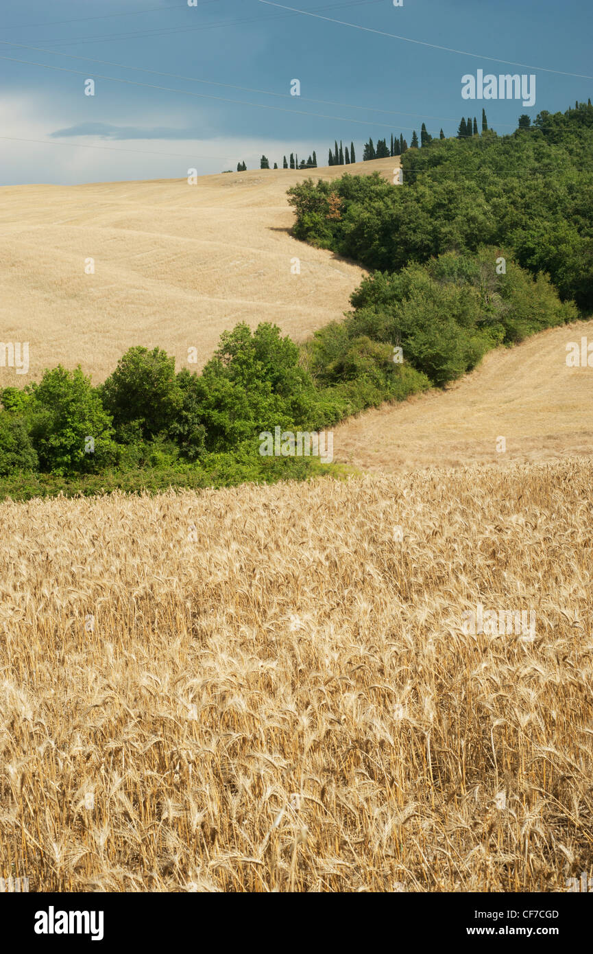 Grain field with trees hi-res stock photography and images - Alamy