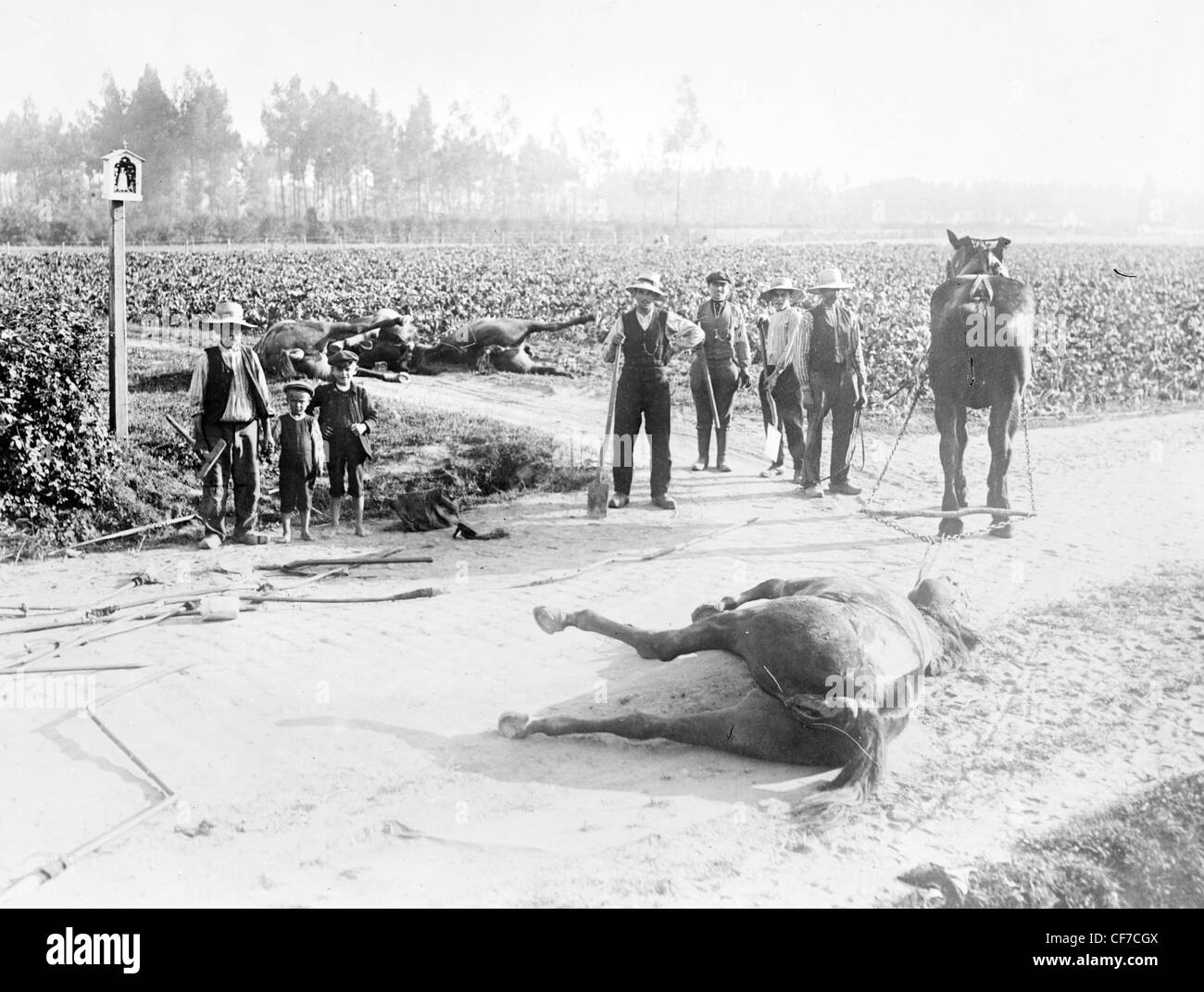 Dead horses in a road after the Battle of Haelen, fought by German and Belgian armies on August 12, 1914 near Haelen, Belgium Stock Photo
