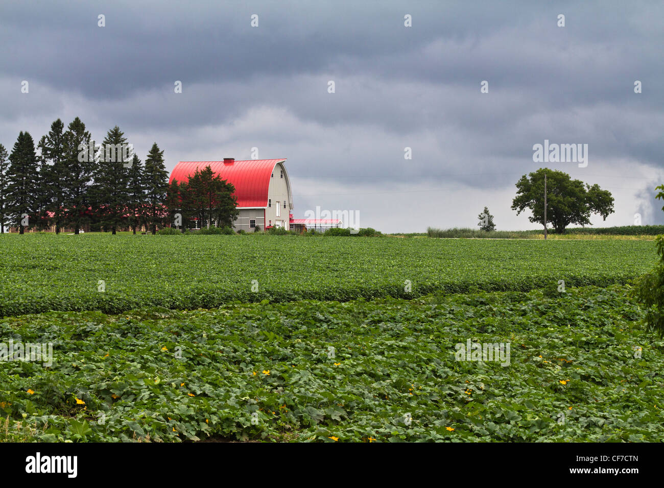 Minnesota in USA US a farm house with field of green soybeans rural ...