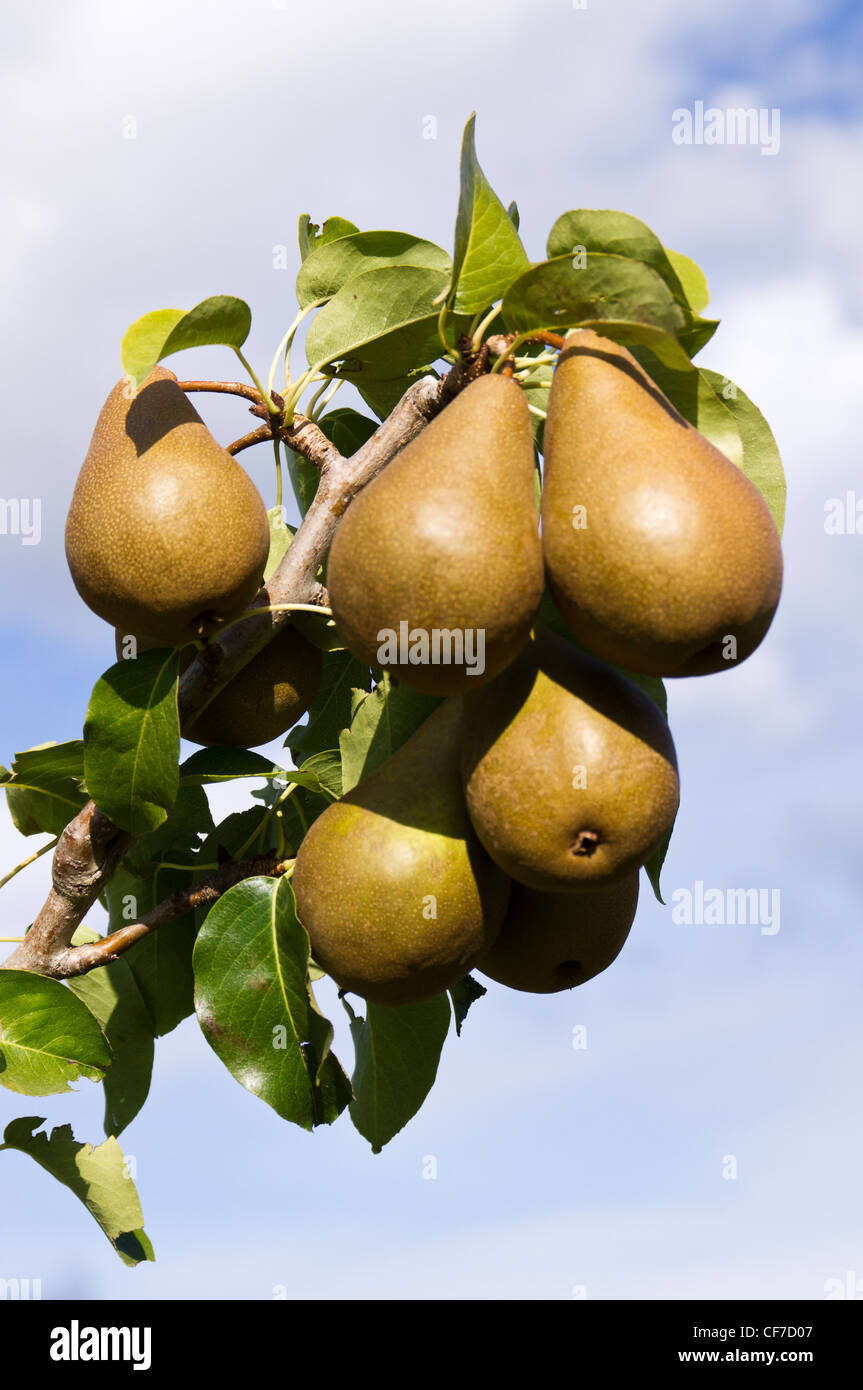 https://c8.alamy.com/comp/CF7D07/ripe-bosc-pears-on-the-tree-ready-to-pick-CF7D07.jpg