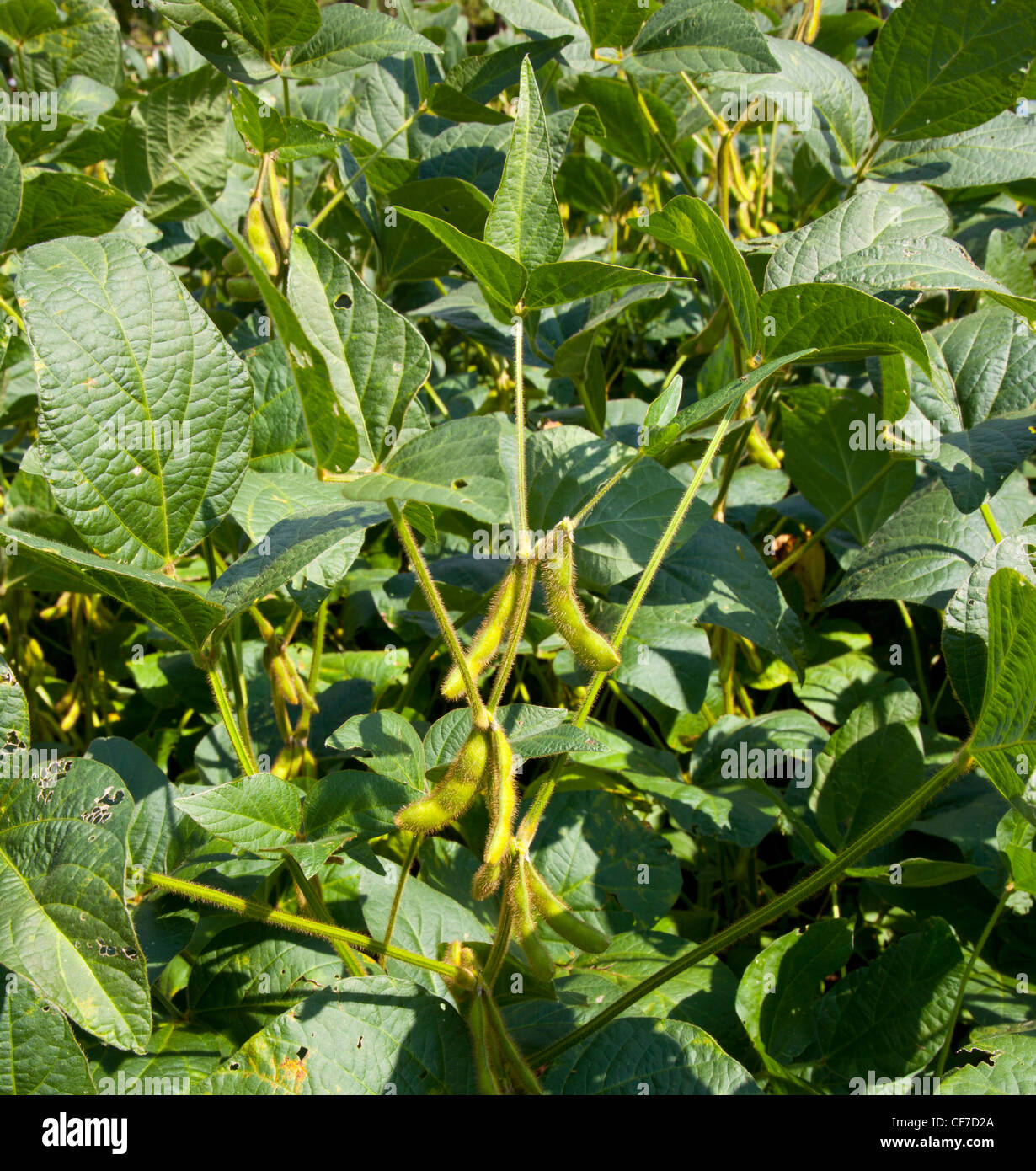 Close up of soy bean pods grown on farm as a source of oil and biodiesel Stock Photo