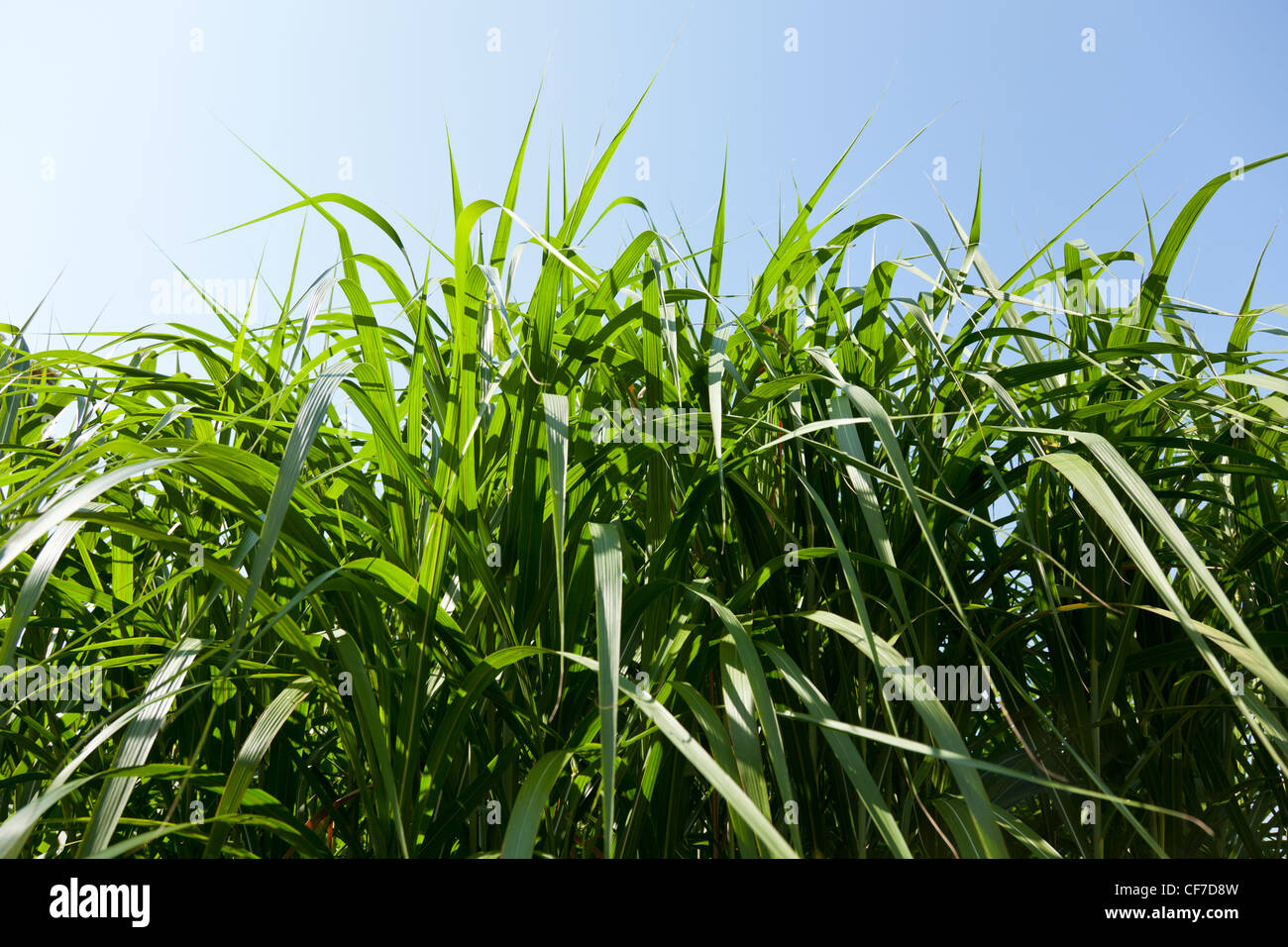 Miscanthus plants are grown in agriculture for biofuels, diesel and ethanol Stock Photo