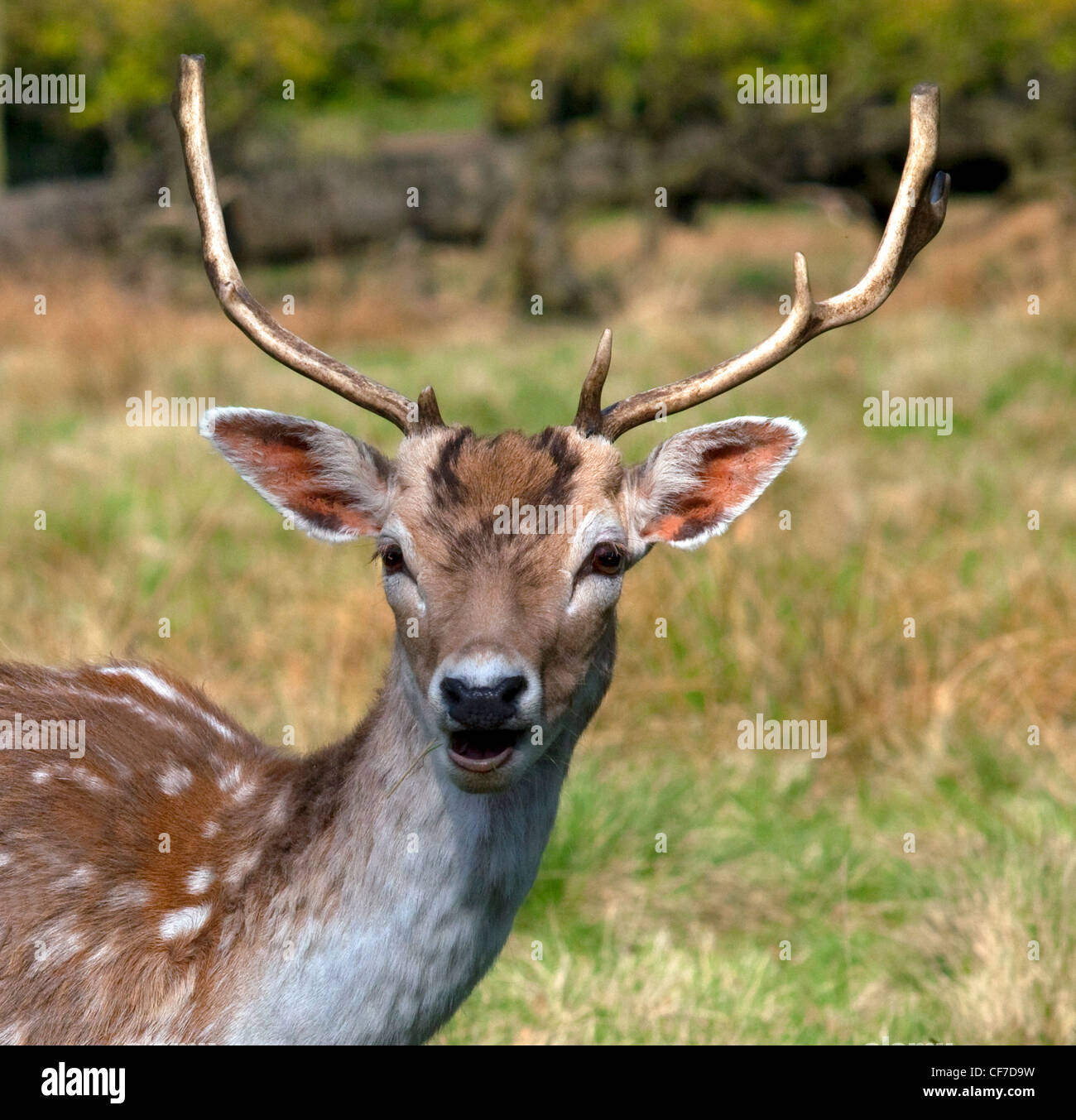 Male fallow deer with antlers in Dunham Massey Deer Park, a National Trust estate in Cheshire, England. Stock Photo