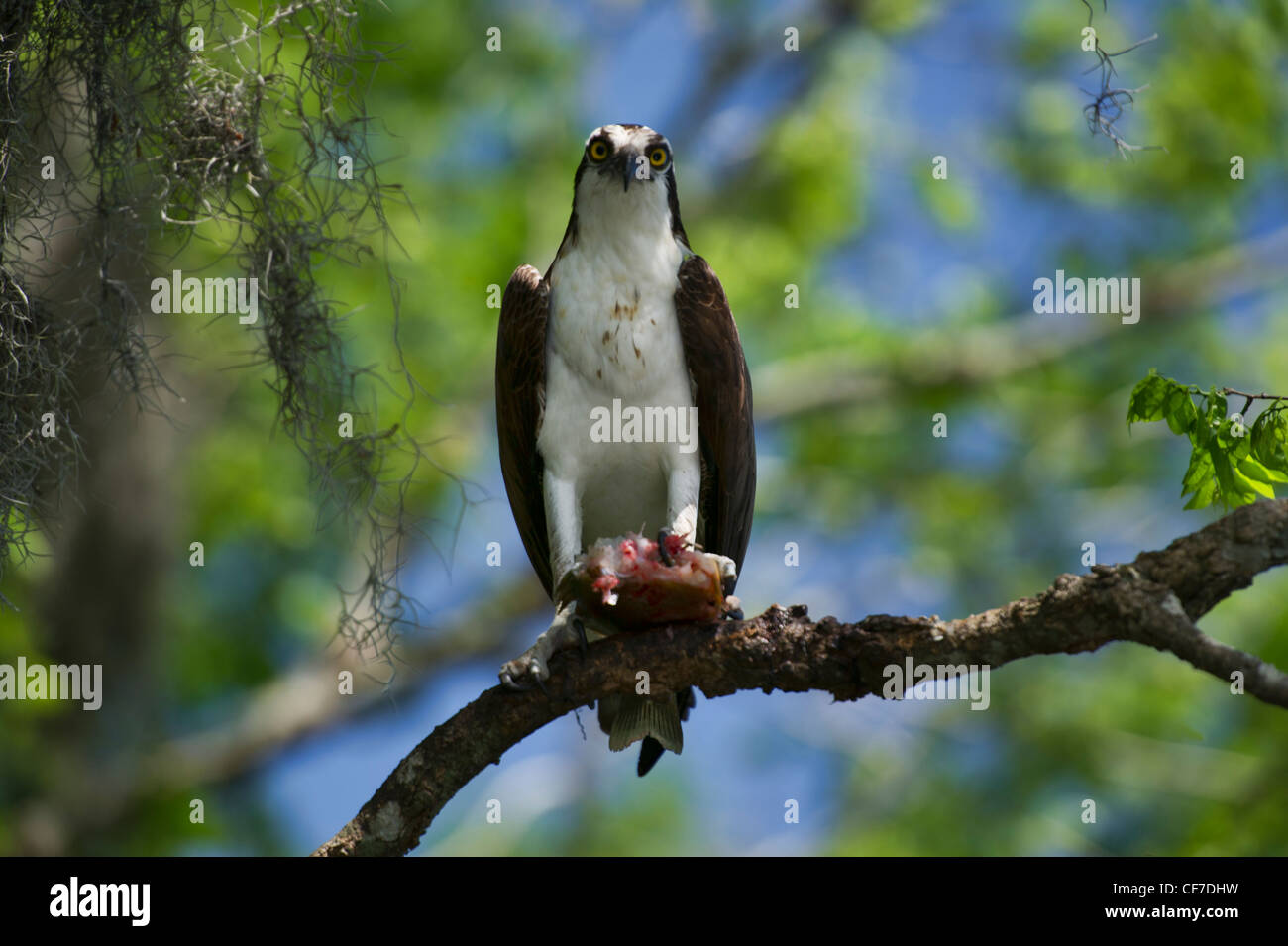 Florida Osprey and his fresh fish catch on the Haines Creek River in