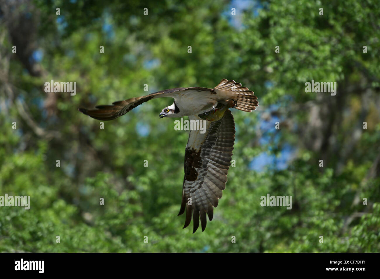 Florida Osprey and his fresh fish catch on the Haines Creek River in