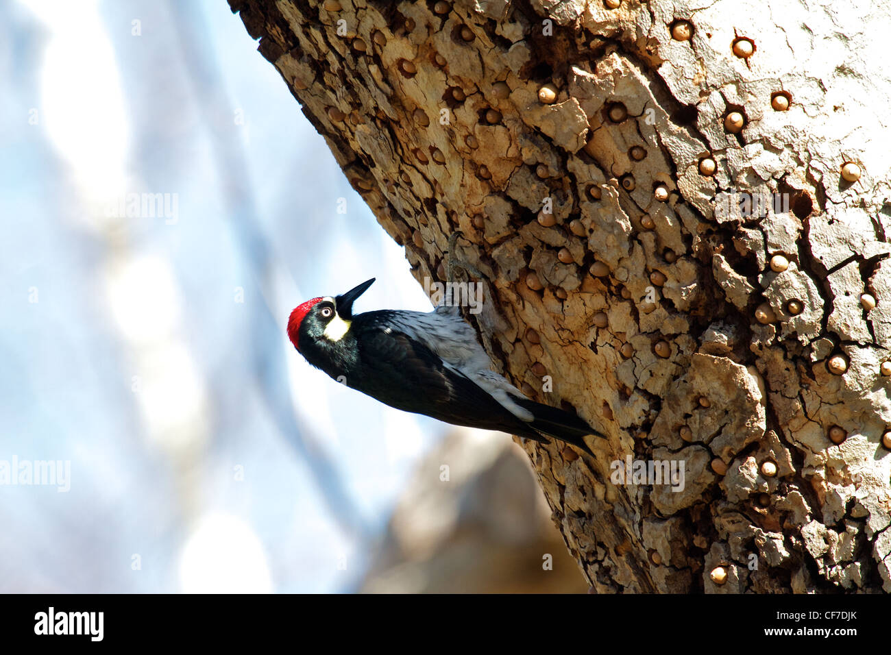 Acorn Woodpecker (Melanerpes formicivorus) storing acorns in a granary tree Stock Photo
