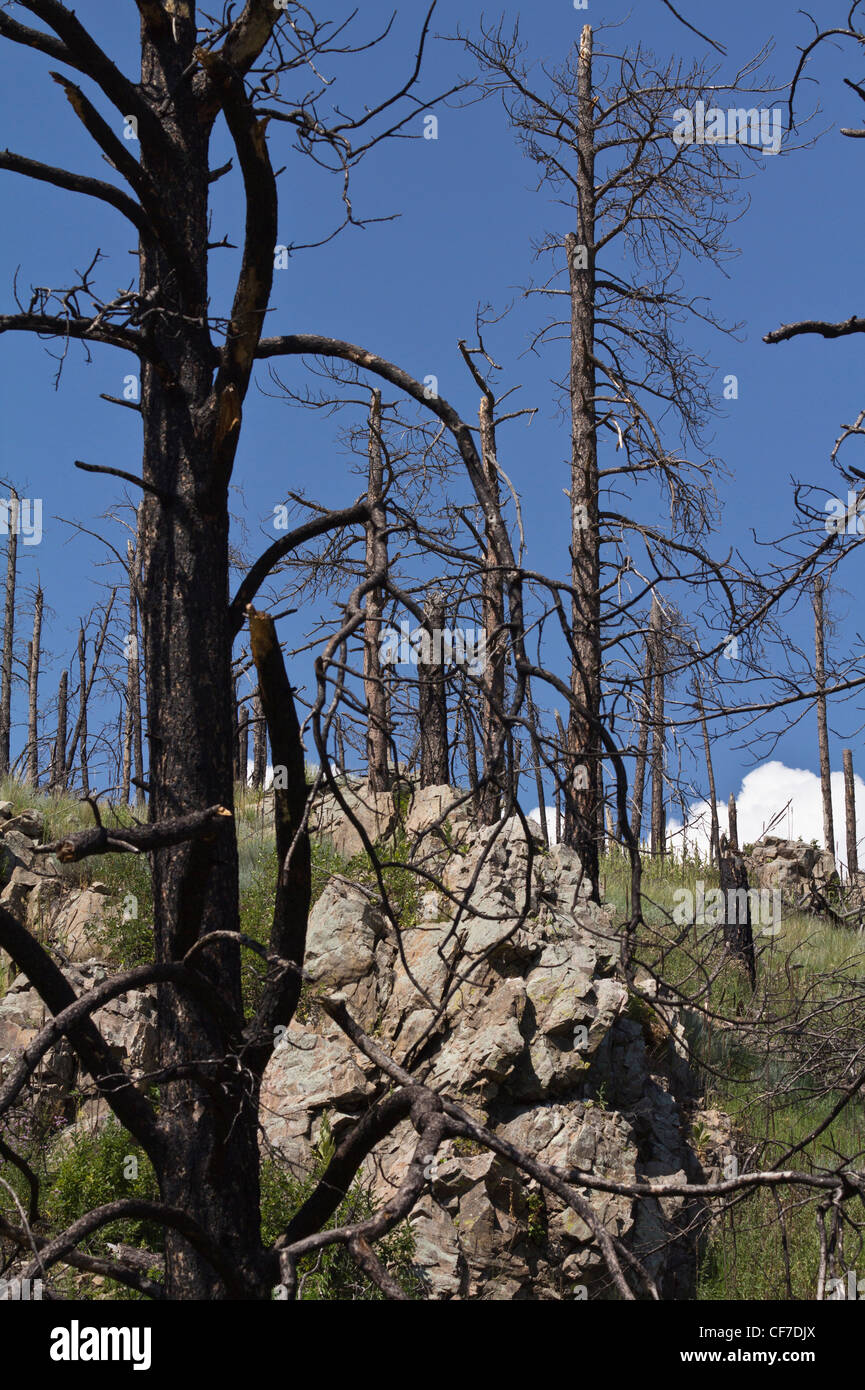 Forest destruction by acid rain Black Hills Custer National Forest ...