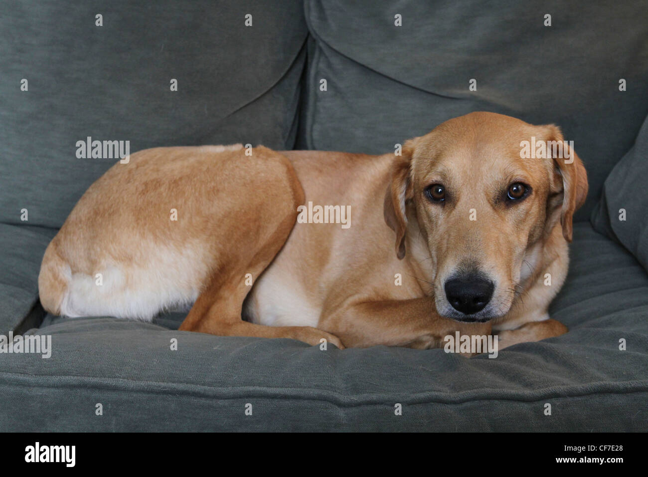 A cute dog lying on a couch. Stock Photo