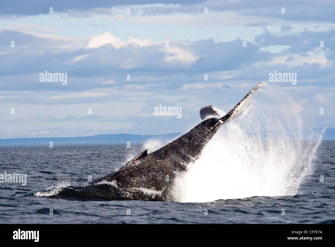 Blue whale diving in St Lawrence river at Tadoussac, Quebec, Canada Stock Photo