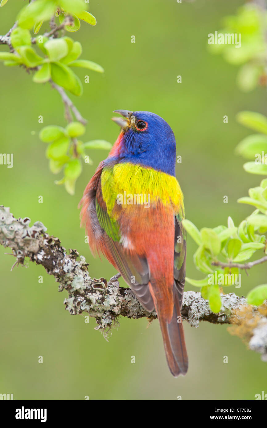 Male painted bunting in breeding plumage Stock Photo Alamy
