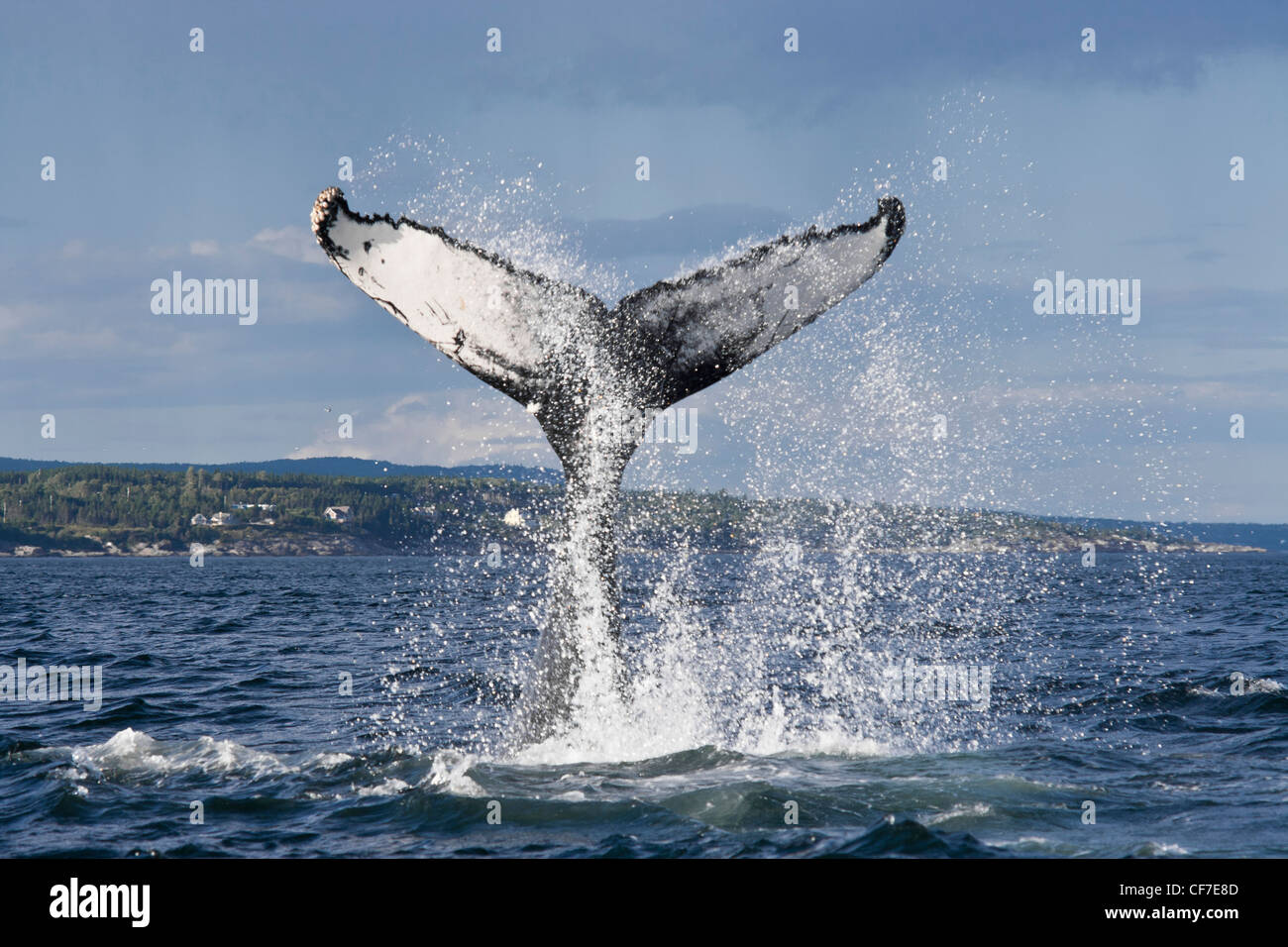 Minke whale fluke tail hi-res stock photography and images - Alamy