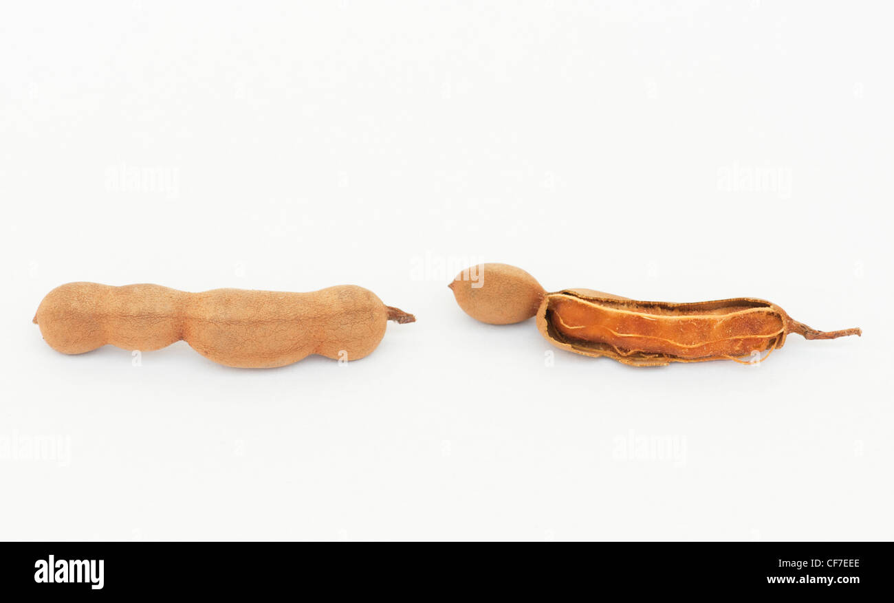 Tamarindus indica . Tamarind fruit / seed pods on white background Stock Photo Alamy