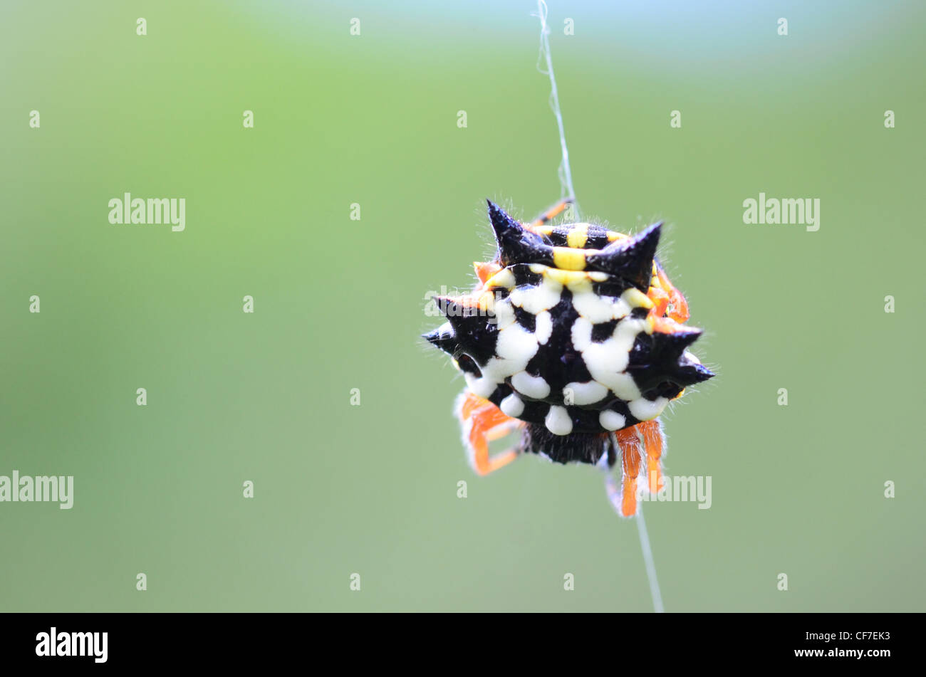 Jewel spider  Austracantha minex (prev. Gasteracantha) Stock Photo