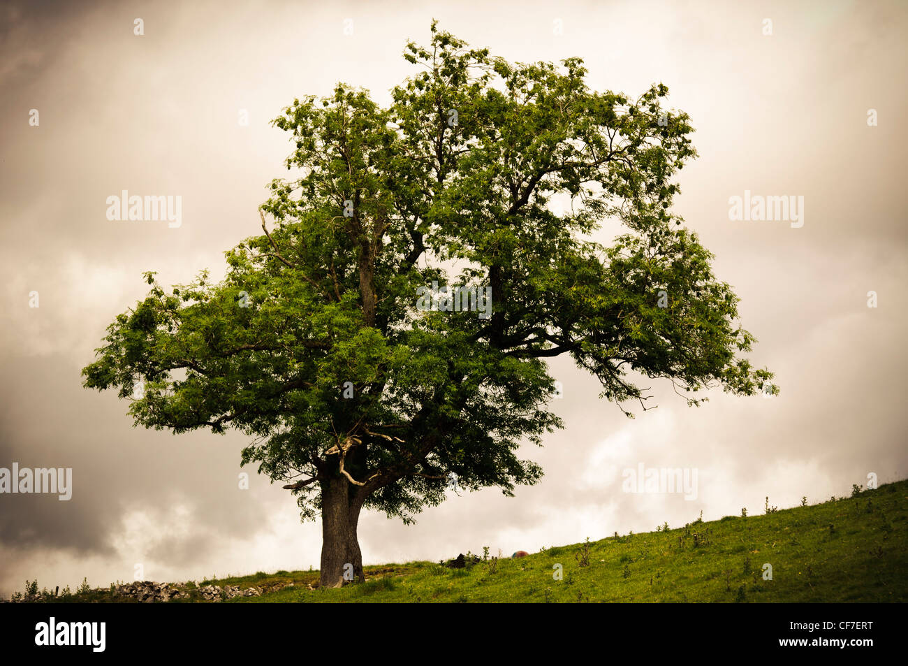 View of isolated tree, Wensleydale, Yorkshire Dales region, England Stock Photo