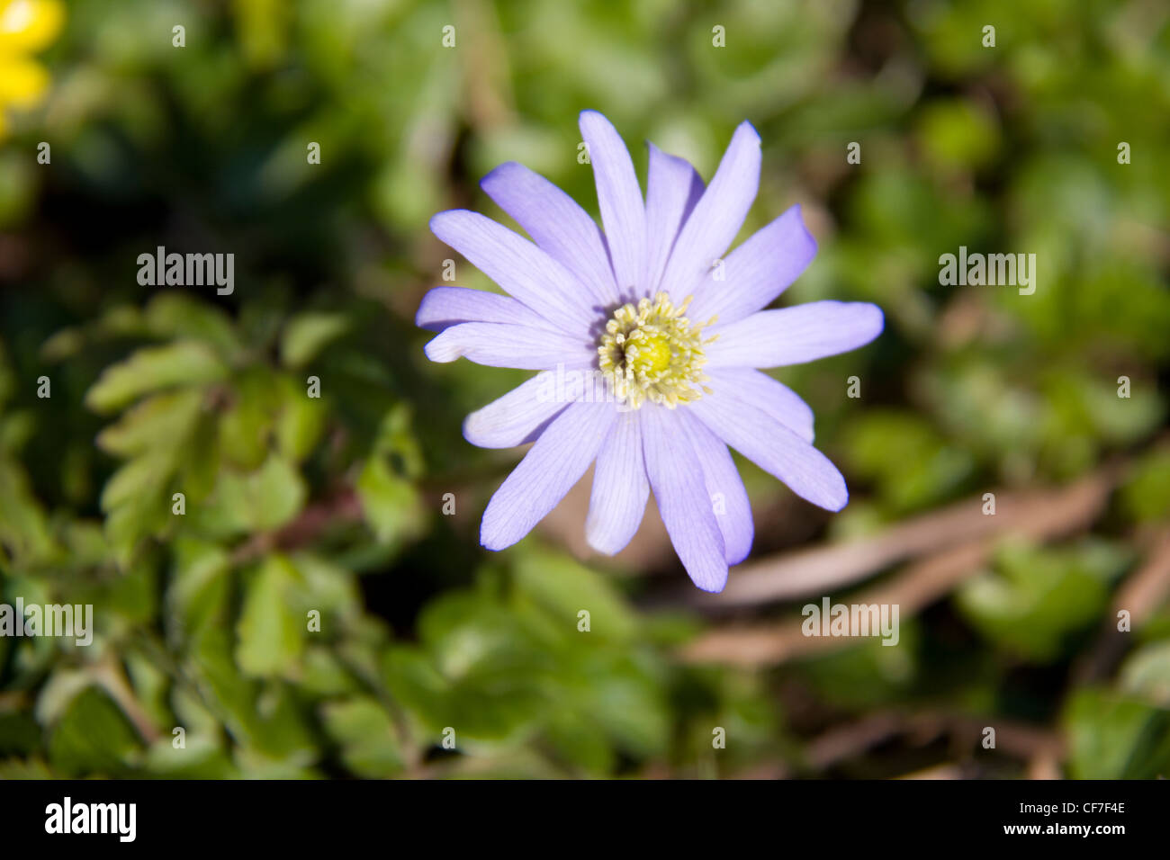 Purple flower in bloom Stock Photo Alamy