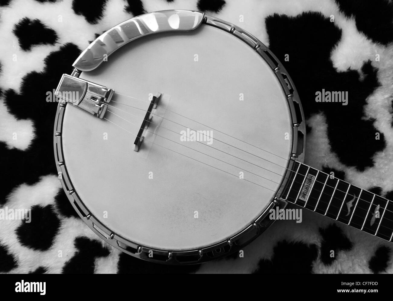 BANJO ON BLACK AND WHITE COWHIDE BACKGROUND BDB Stock Photo