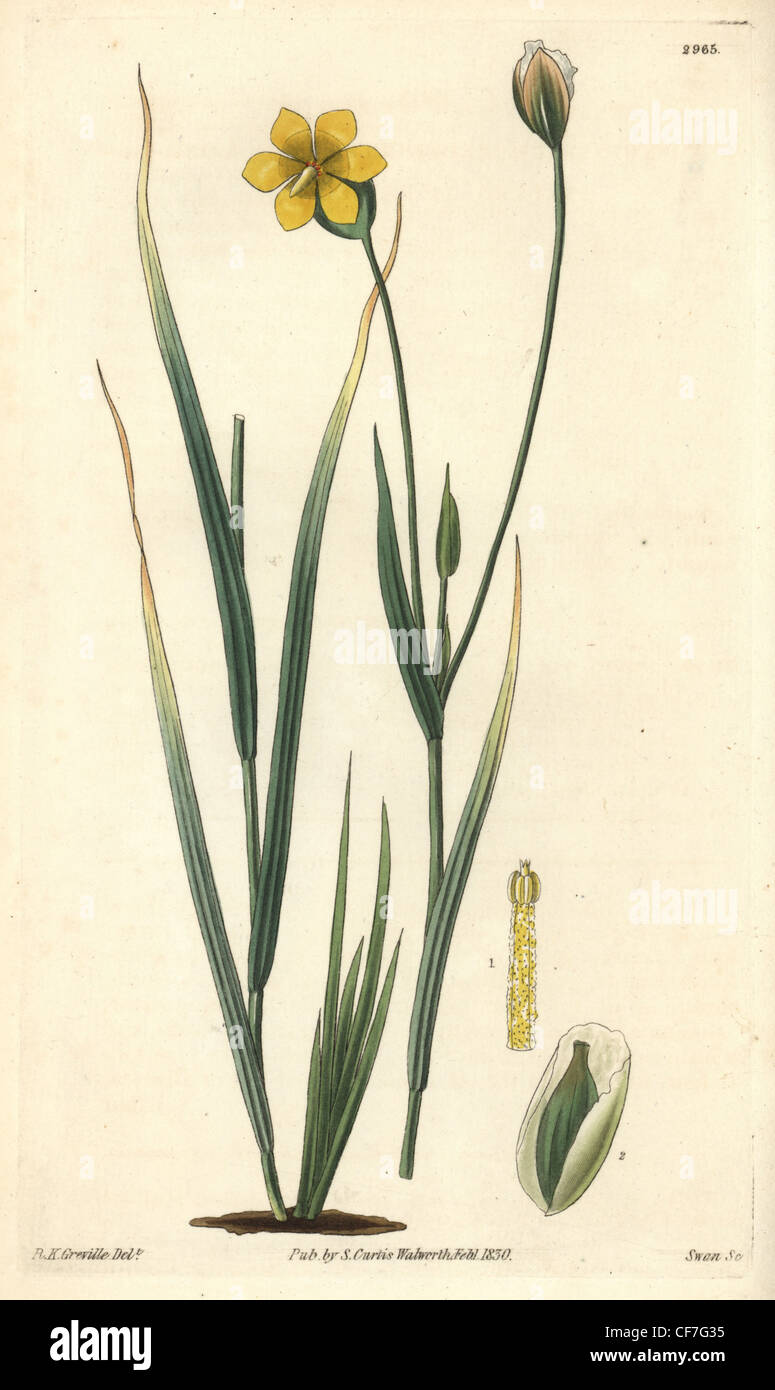 Long-stalked sisyrinchium, Solenomelus pedunculatus or Sisyrinchium pedunculatum. Stock Photo