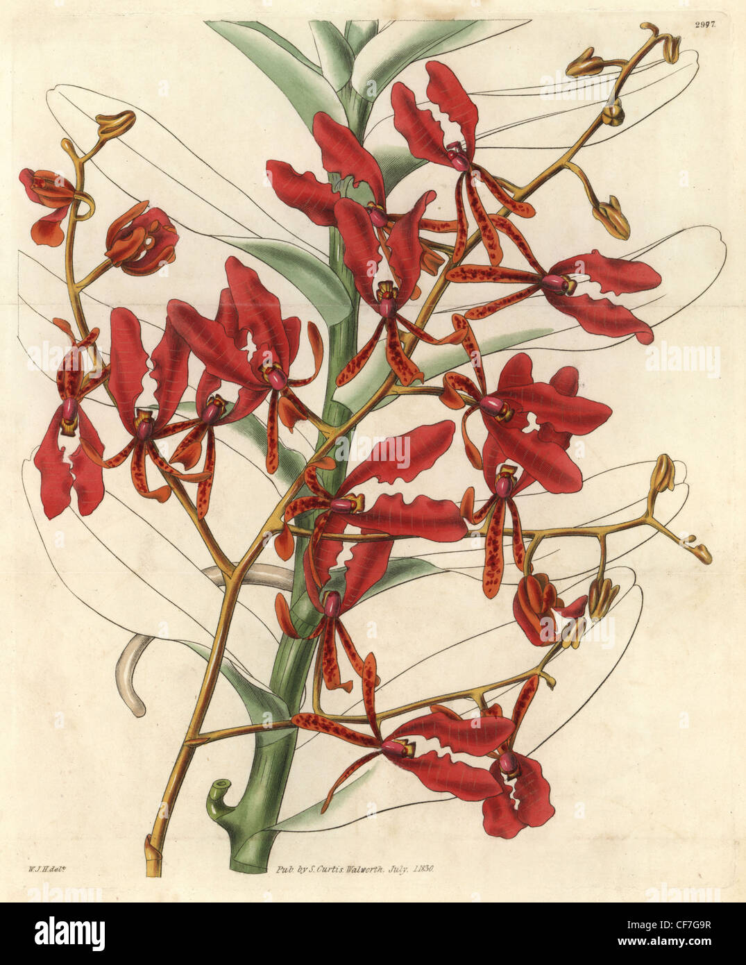 Scarlet renanthera orchid, Renanthera coccinea. Stock Photo