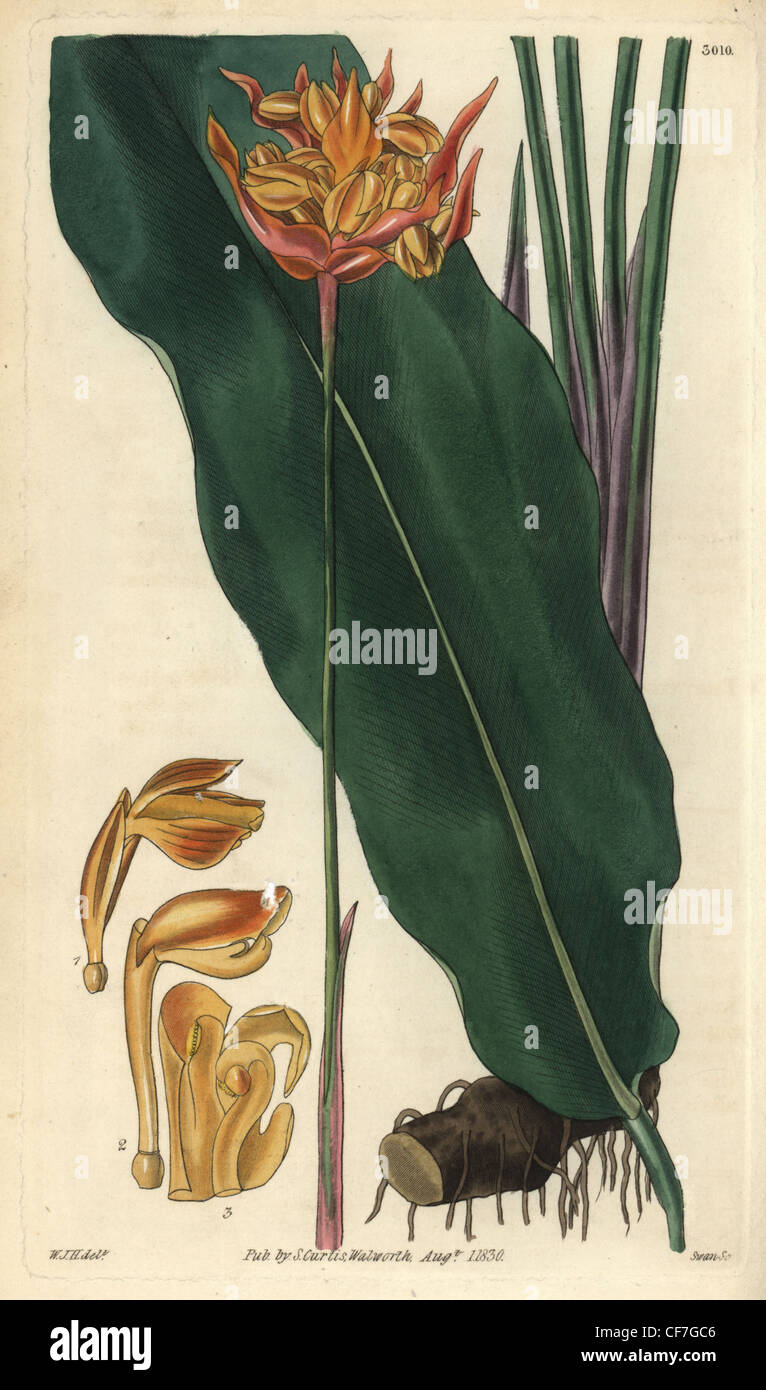 Coloured-spike phrynium, Phrynium coloratum. Stock Photo