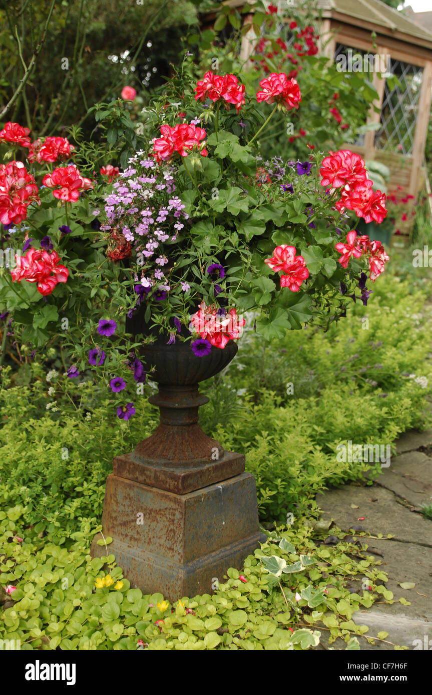All Seasons Garden Garden vase with Ivy Geranium (Pelargonium) and Swan River Daisy (Brachyscome) Stock Photo