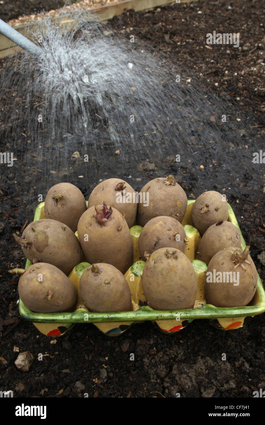Planting sprouting potato tubers on an allotement, watering them with a