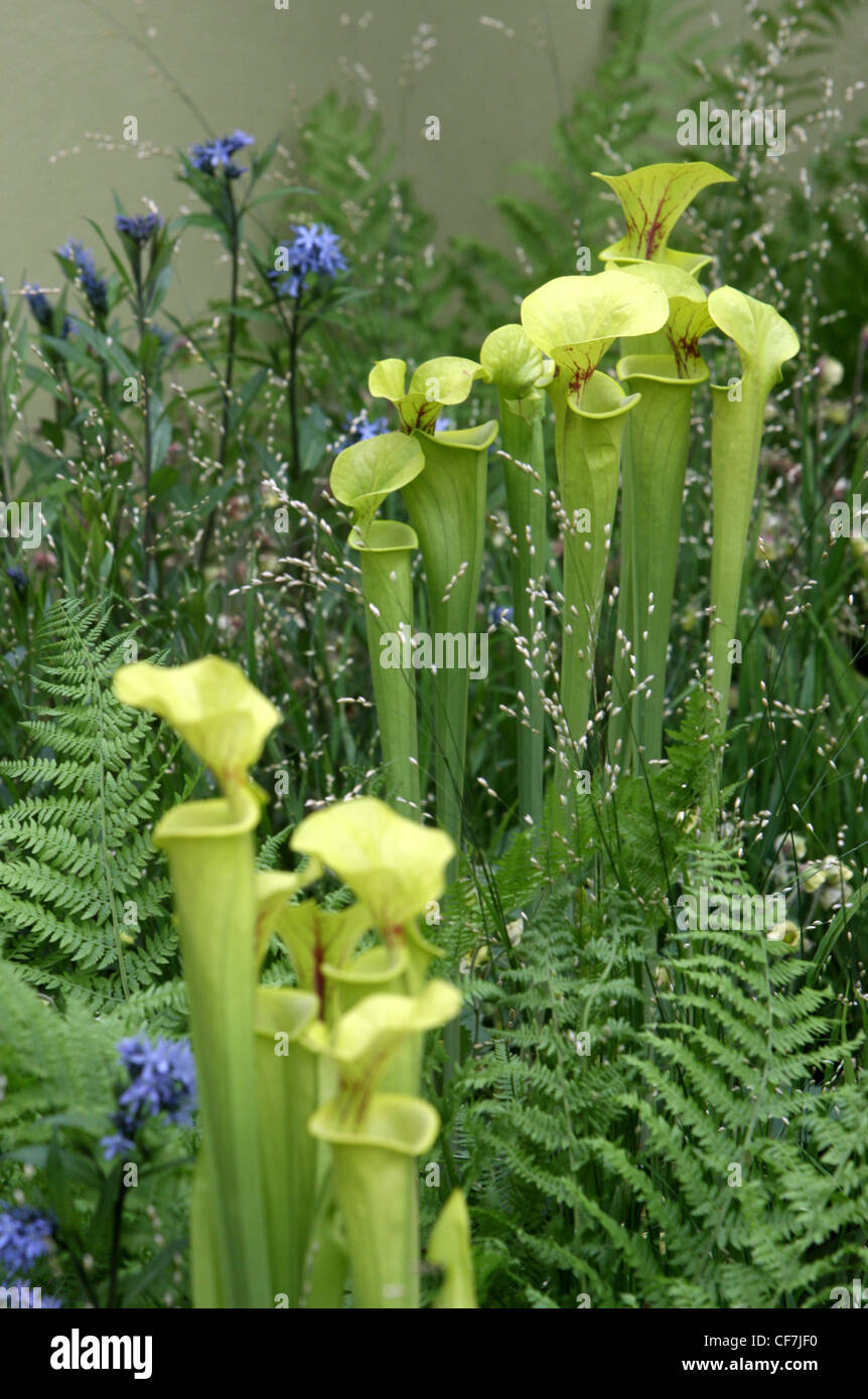 Chelsea Flower Show The Foreign & Colonial Investments Garden at the