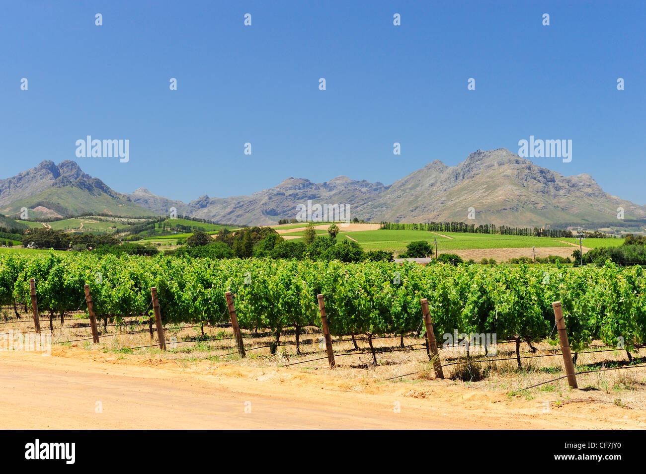 Simonsig Wine Estate, Stellenbosch, Western Cape, South Africa Stock Photo