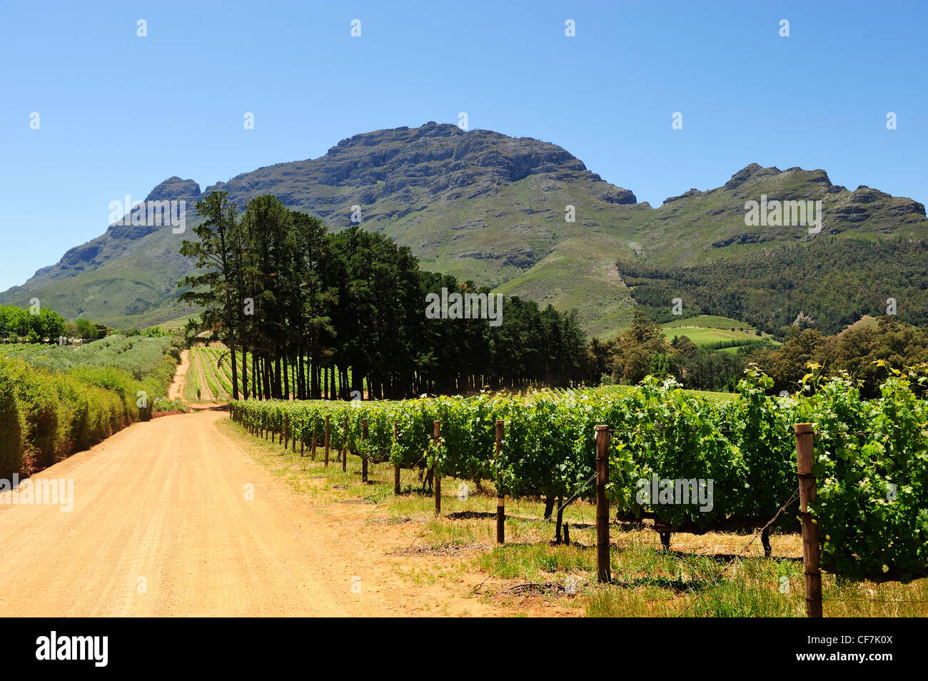Thelema Wine Estate, Stellenbosch, Western Cape, South Africa Stock Photo
