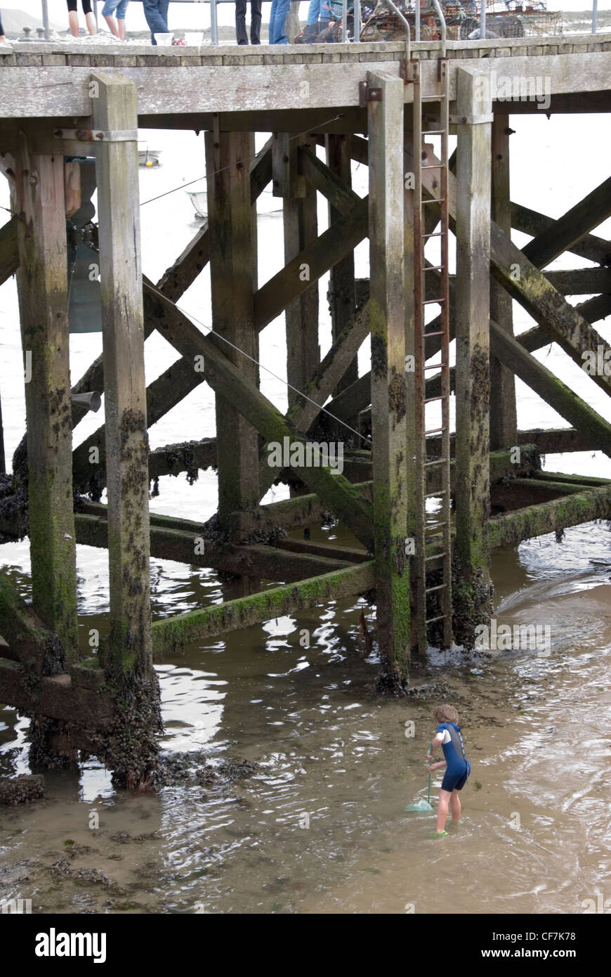 Young Boys Crab Fishing on Sandy Beach Below Aberdovey Pier at Low Tide