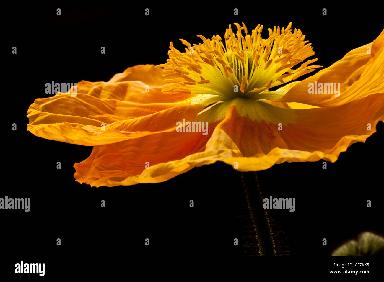 Pollen on the petals of a Papaver Stock Photo Alamy