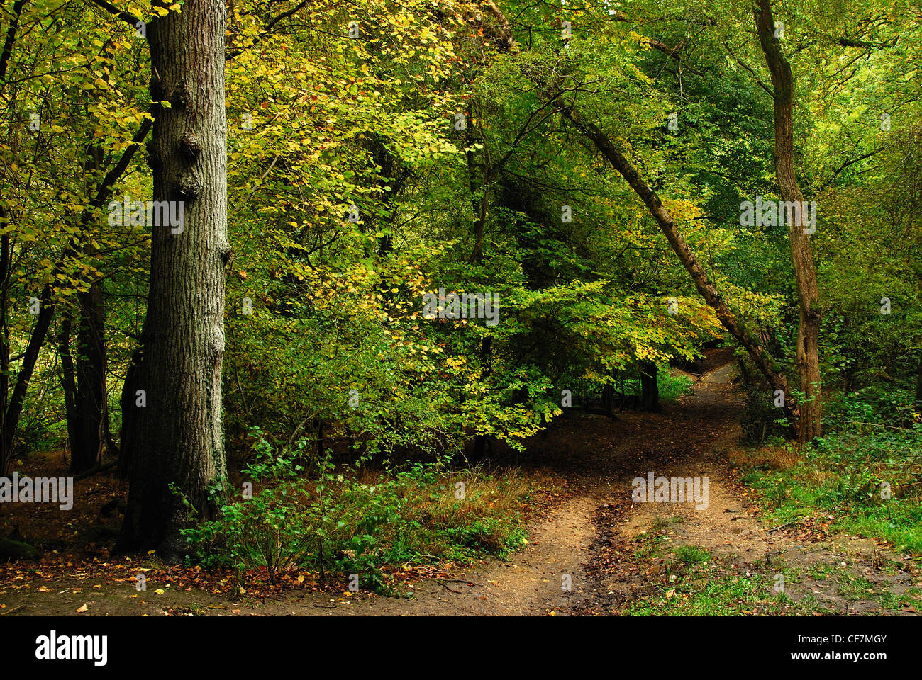 A view of a path at Burnham Beeches National Nature Reserve. Stock Photo
