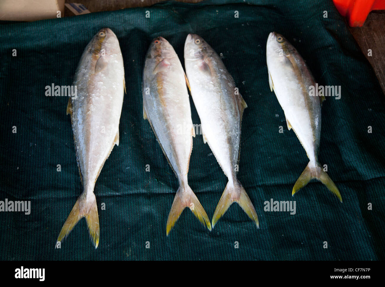 Yellowtail for sale in Kalk Bay Cape Town , South Africa Stock Photo
