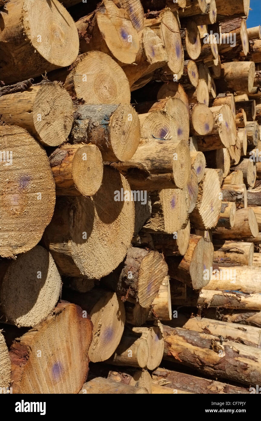 Dunedin new zealand log timber hires stock photography and images Alamy