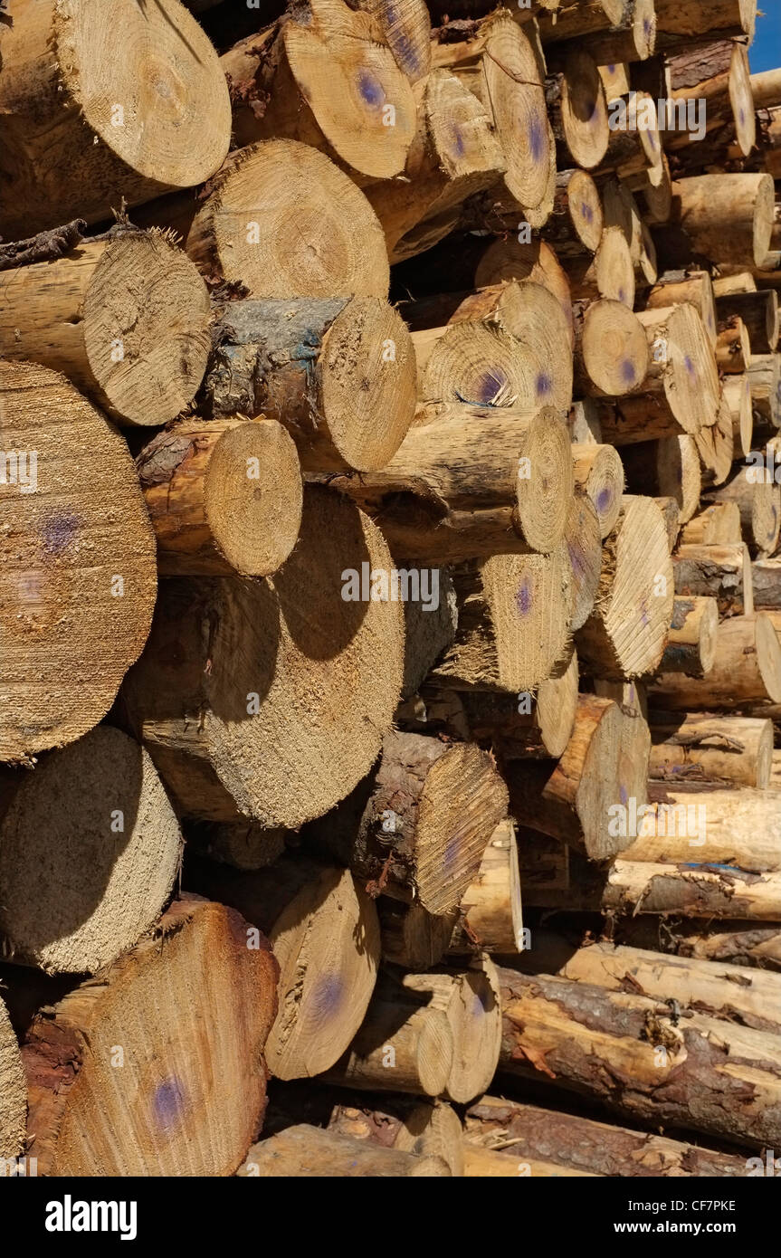 Logs for export hires stock photography and images Alamy