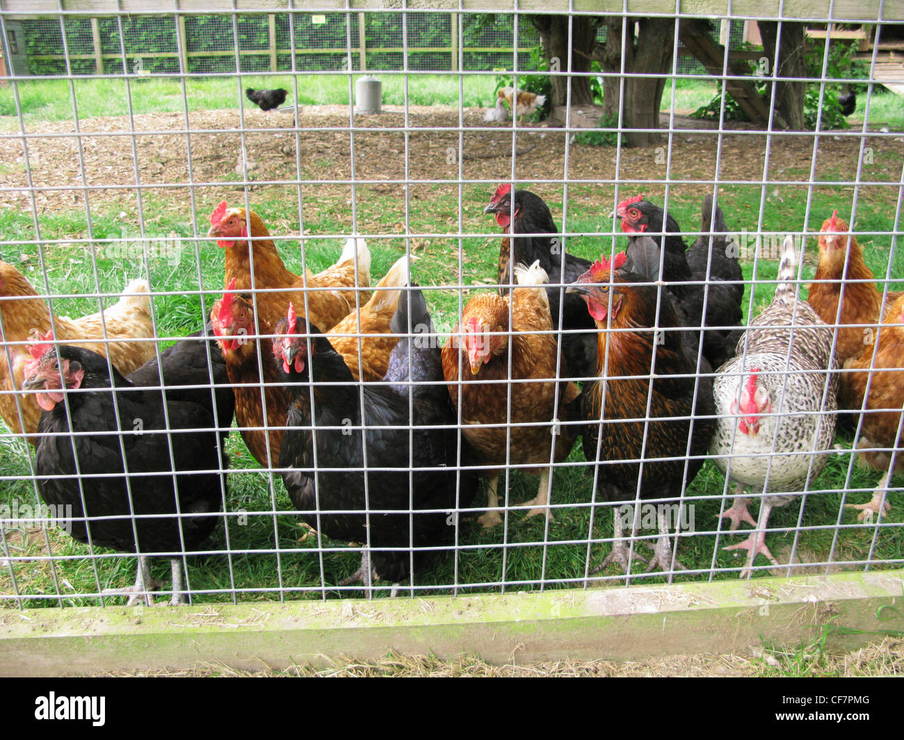 Inquisitive free range chickens roaming about an organic farm Stock Photo Alamy