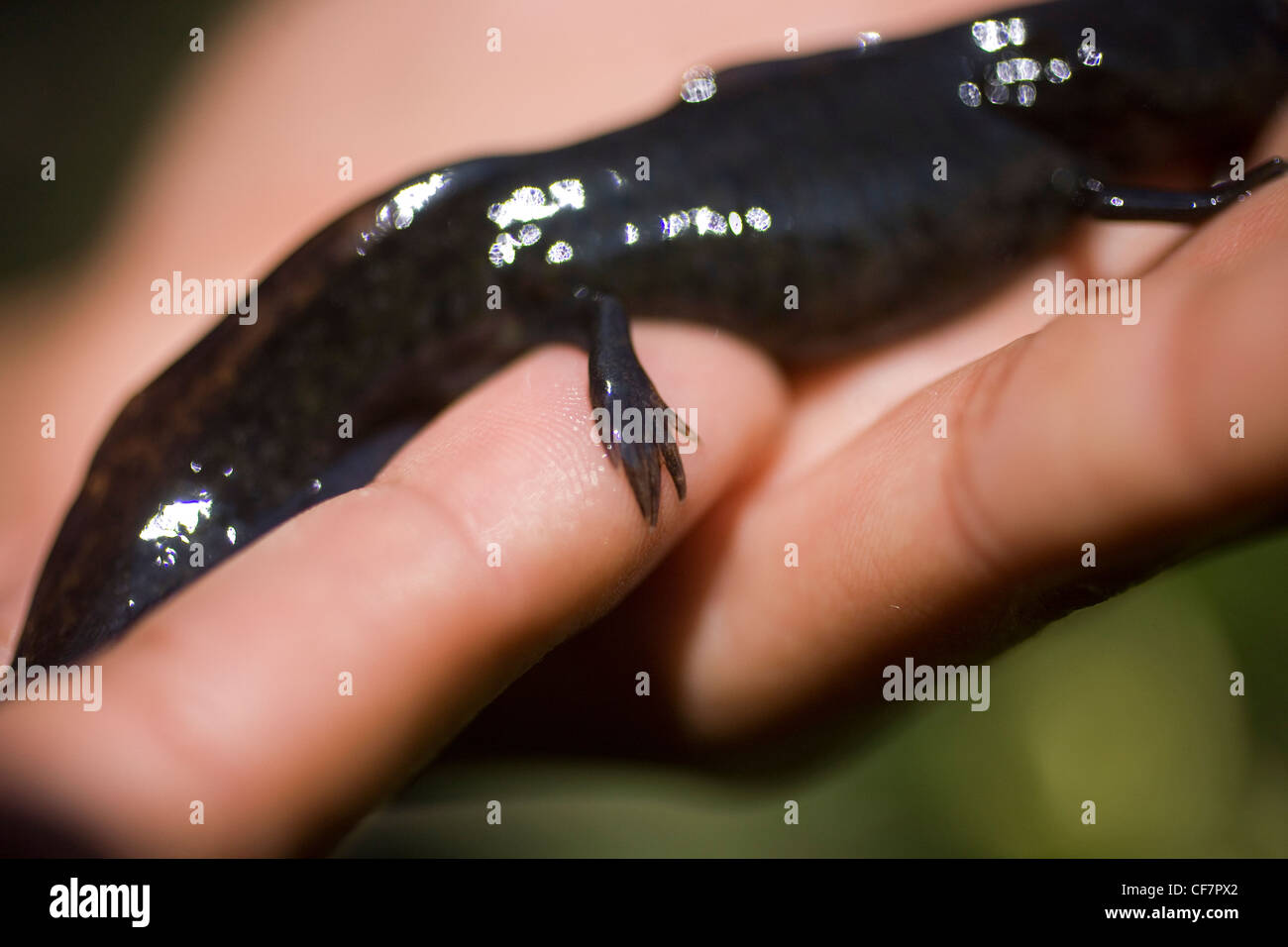 A man holds one axolotl or ajolote, ambystoma mexicanum, a type of salamander, in Xochimilco, Mexico City. Stock Photo