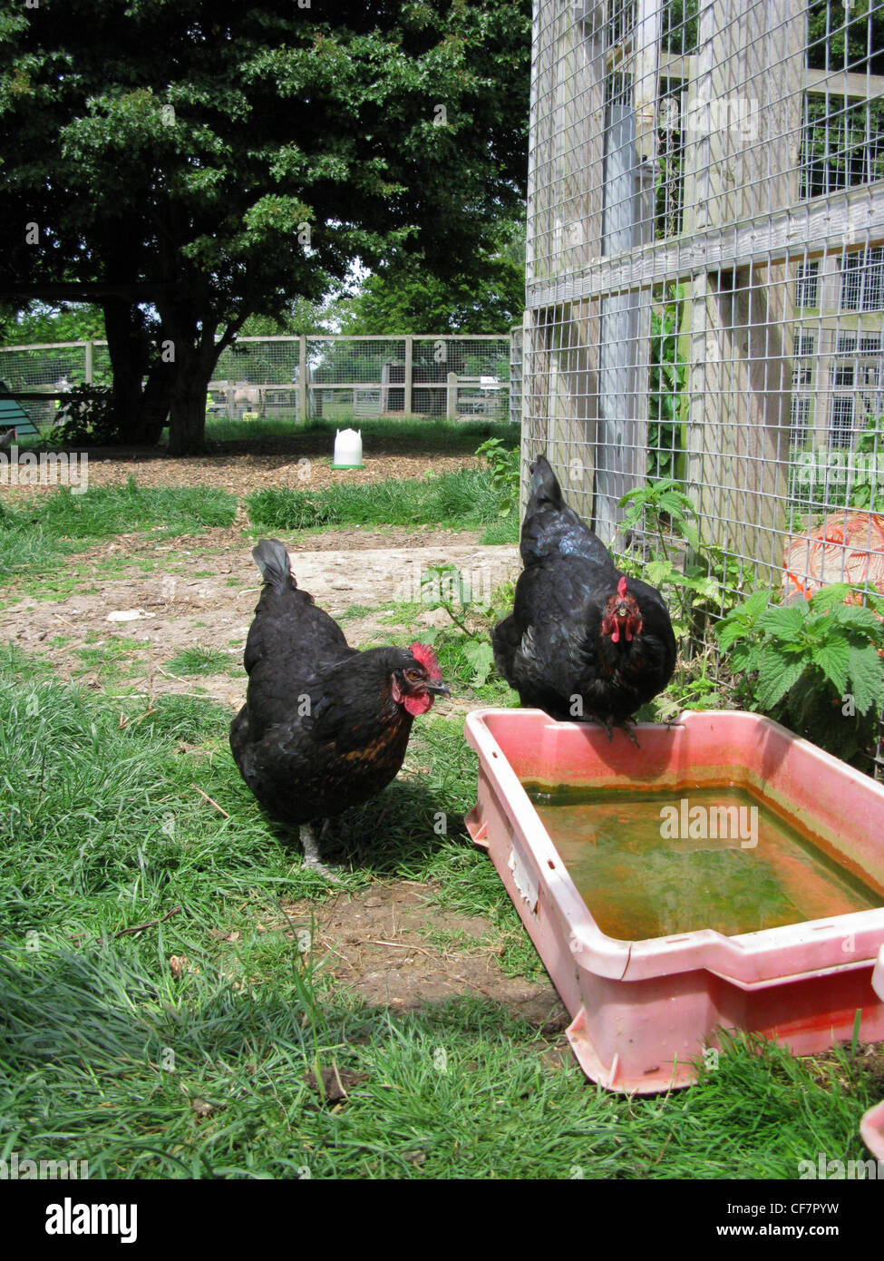 Inquisitive free range chickens roaming about an organic farm Stock Photo