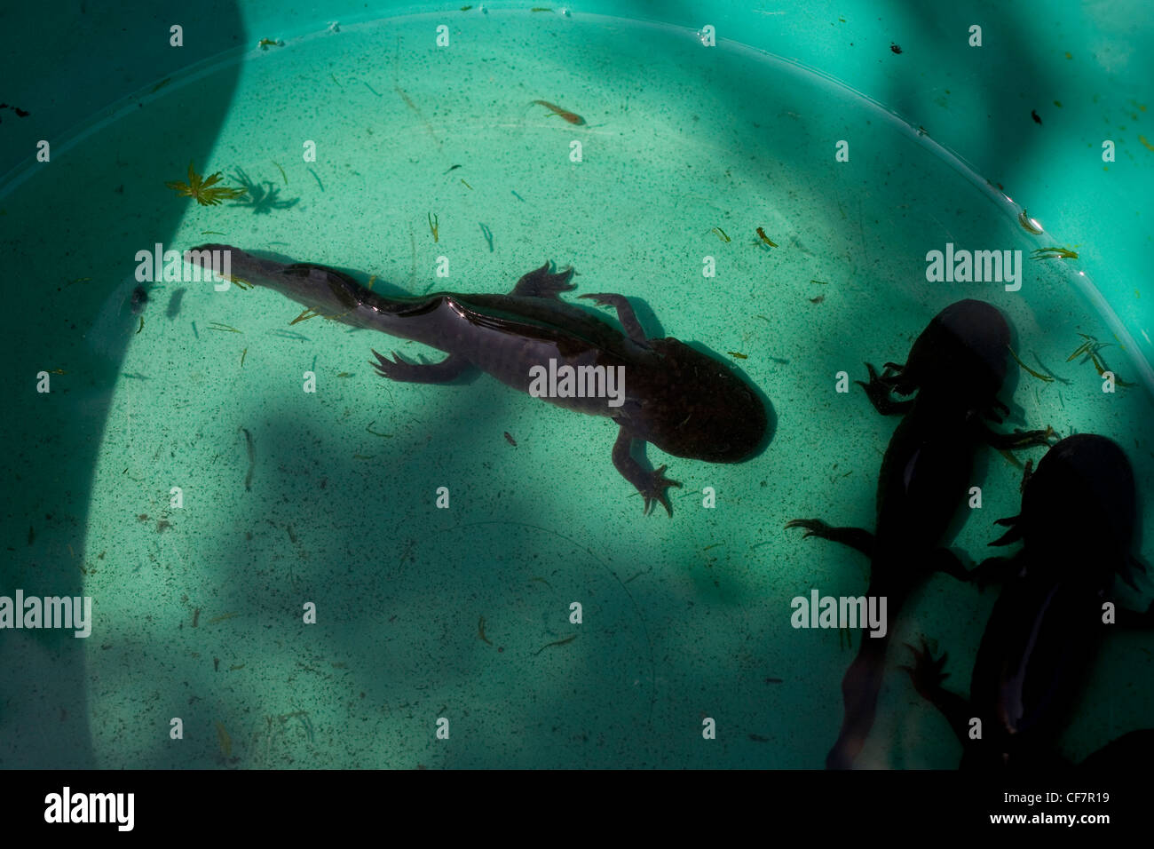 Axolotls or ajolotes, ambystoma mexicanum, a type of salamander swims in a fish tank in Xochimilco, Mexico City. Stock Photo