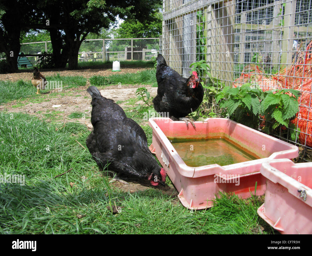 Inquisitive free range chickens roaming about an organic farm Stock Photo