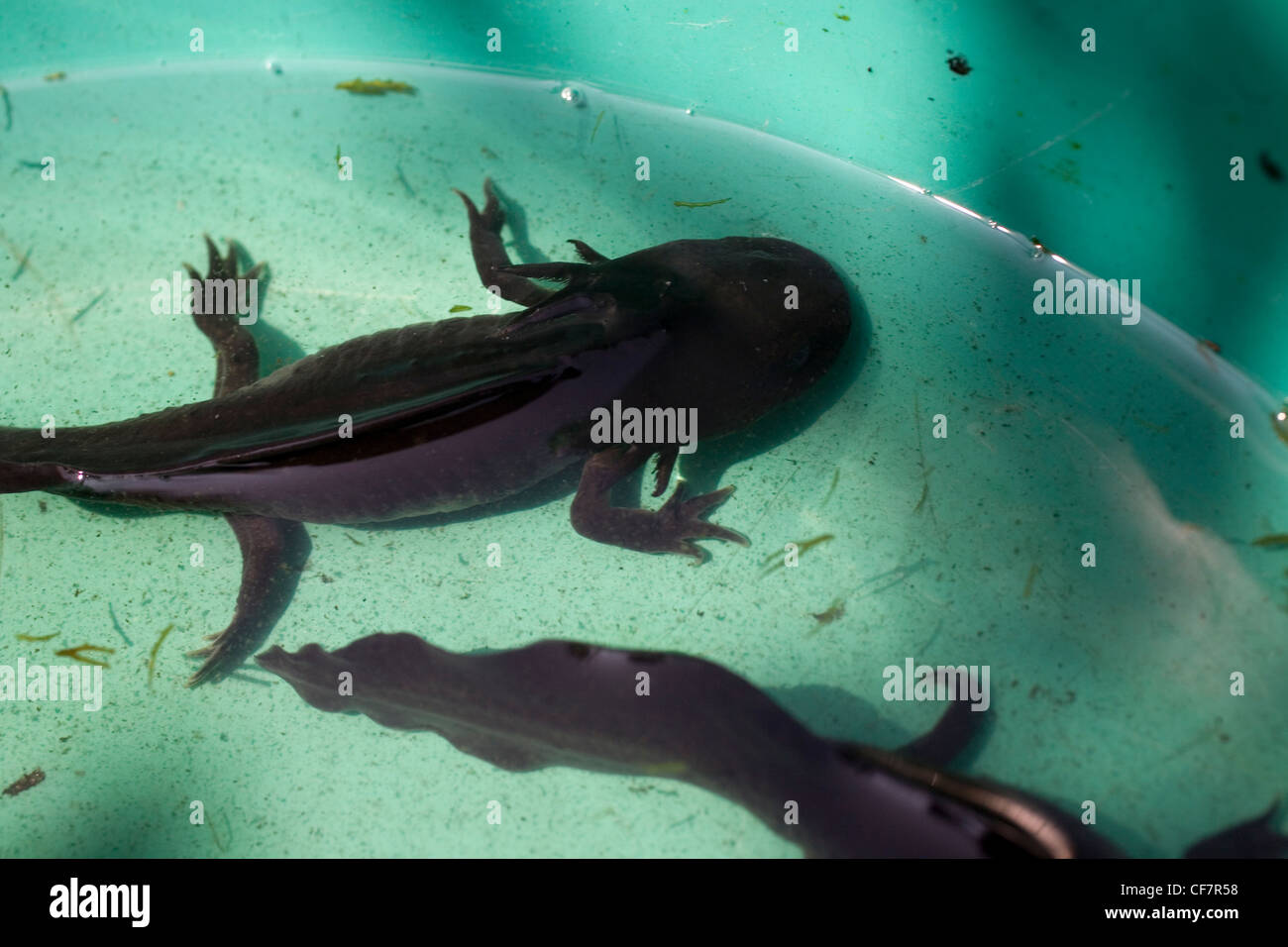 One axolotl or ajolote, ambystoma mexicanum, a type of salamander swims in a fish tank in Xochimilco, Mexico City. Stock Photo