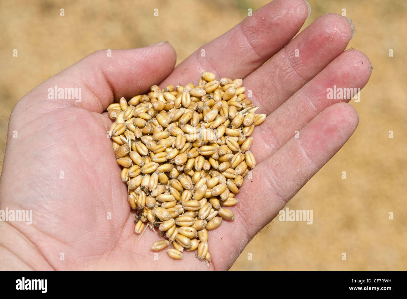 Hand holding grain Stock Photo