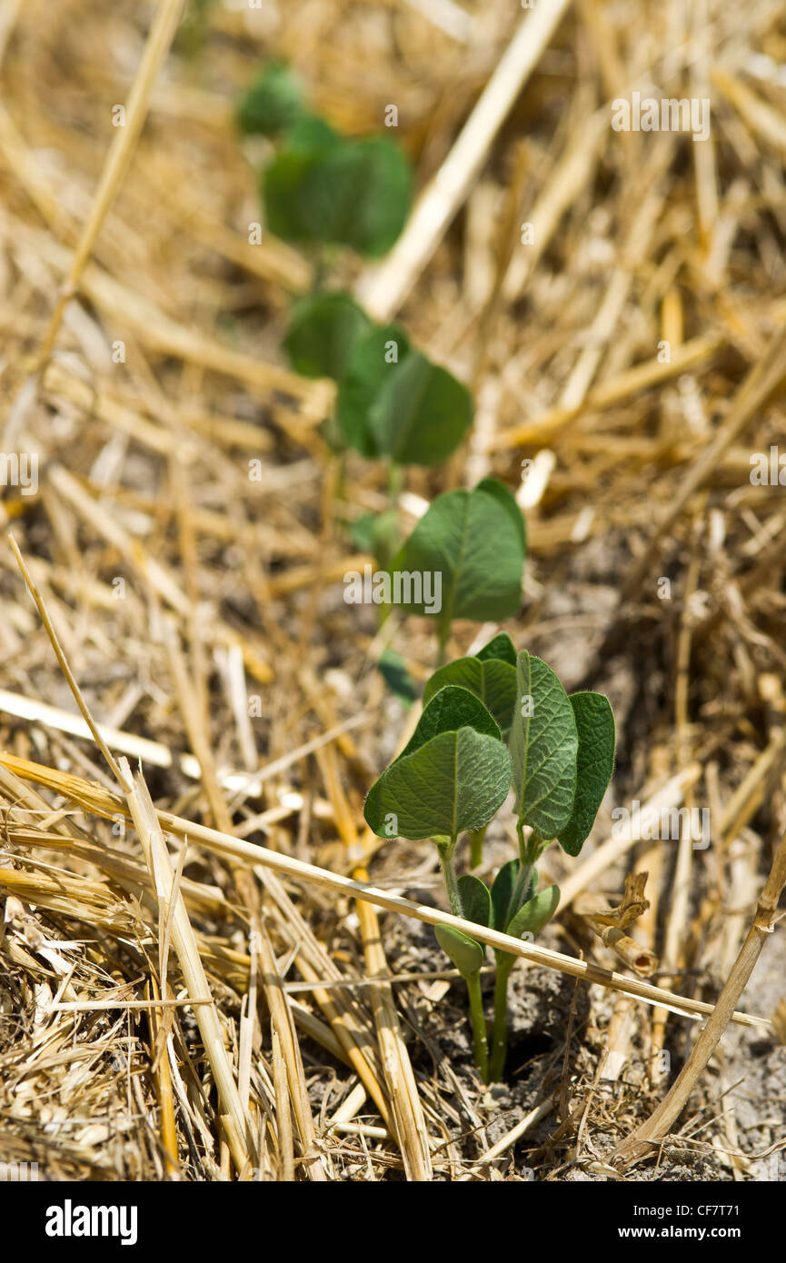No till soybeans growing in wheat stubble Stock Photo Alamy